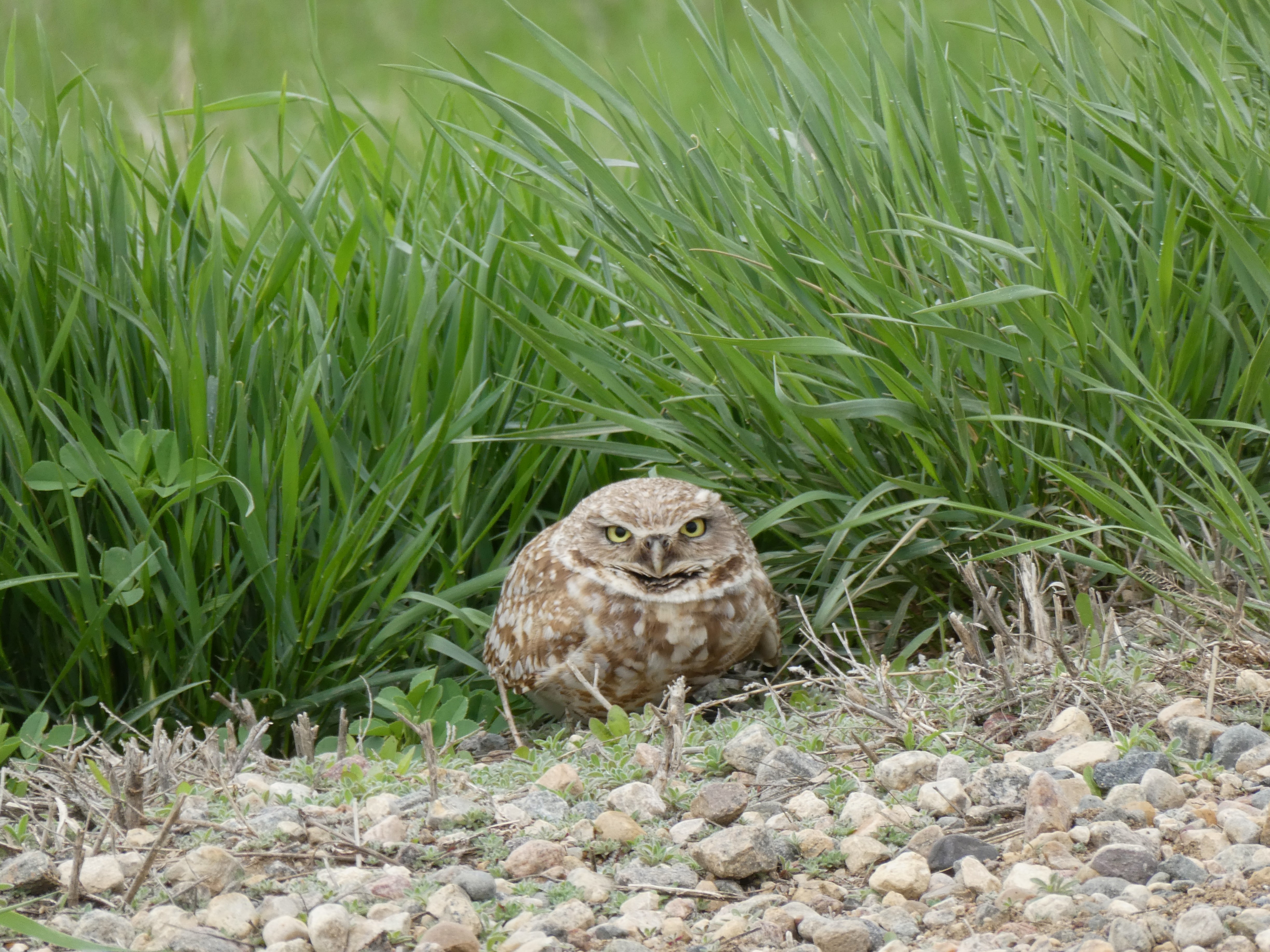Burrowing Owl - Grace Pidborchynski