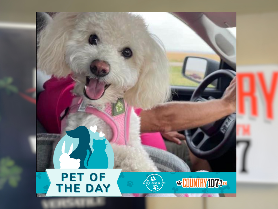 Congratulations to Daisy the dog whose job description includes detective who won the latest round of Pet of the Day!