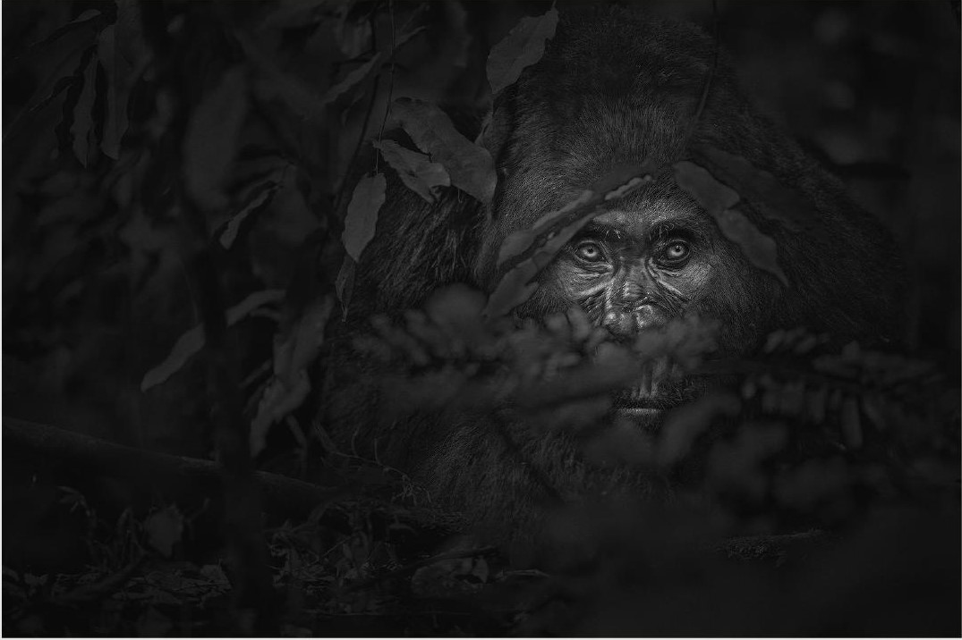 Jacquie Matechuk photograph The Watchman