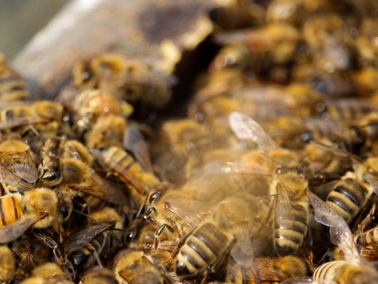 Bees in a buzz