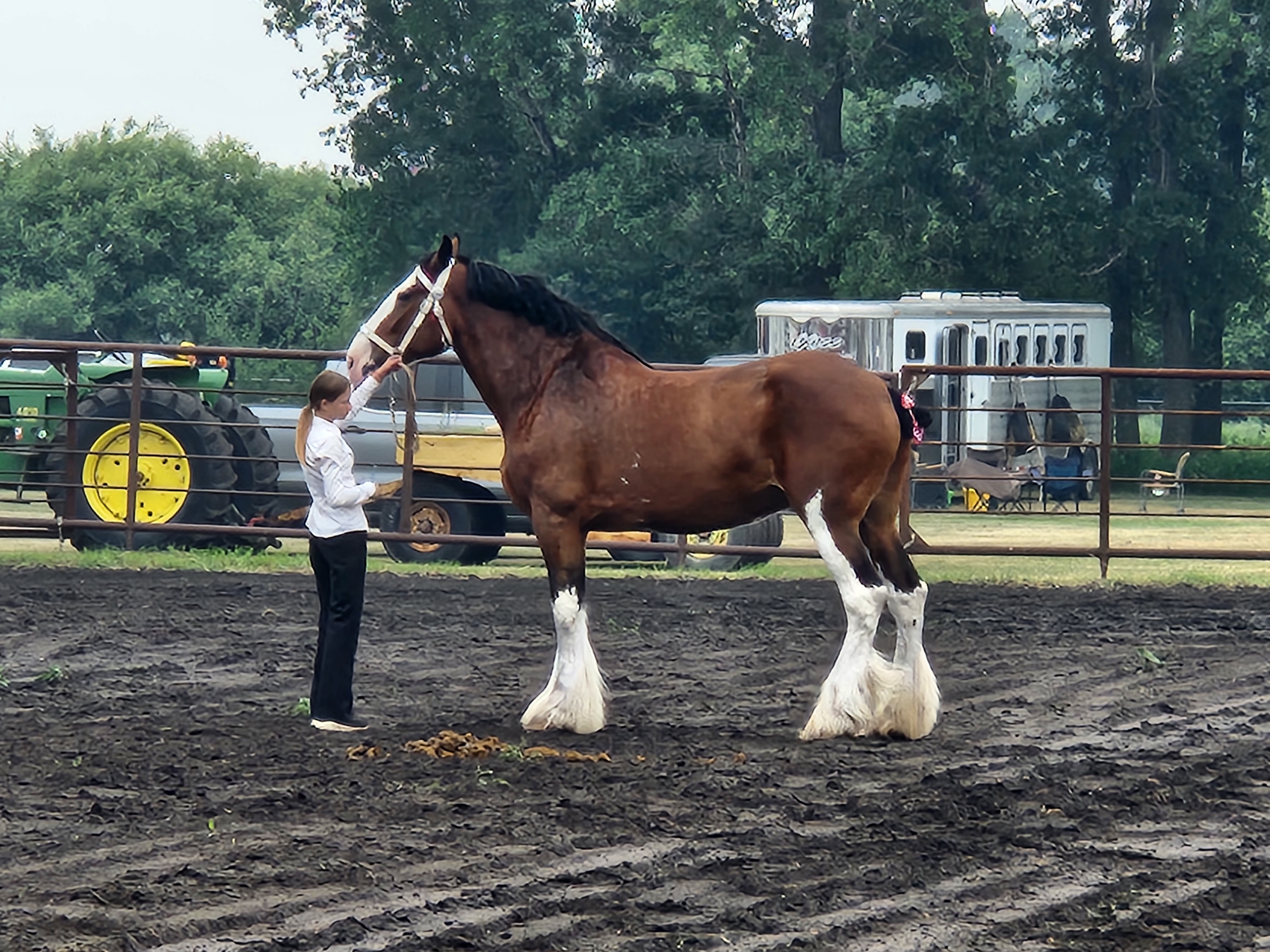 Draft Horses Also had their own competitions. PortageOnline/ Tristen Sokolosky