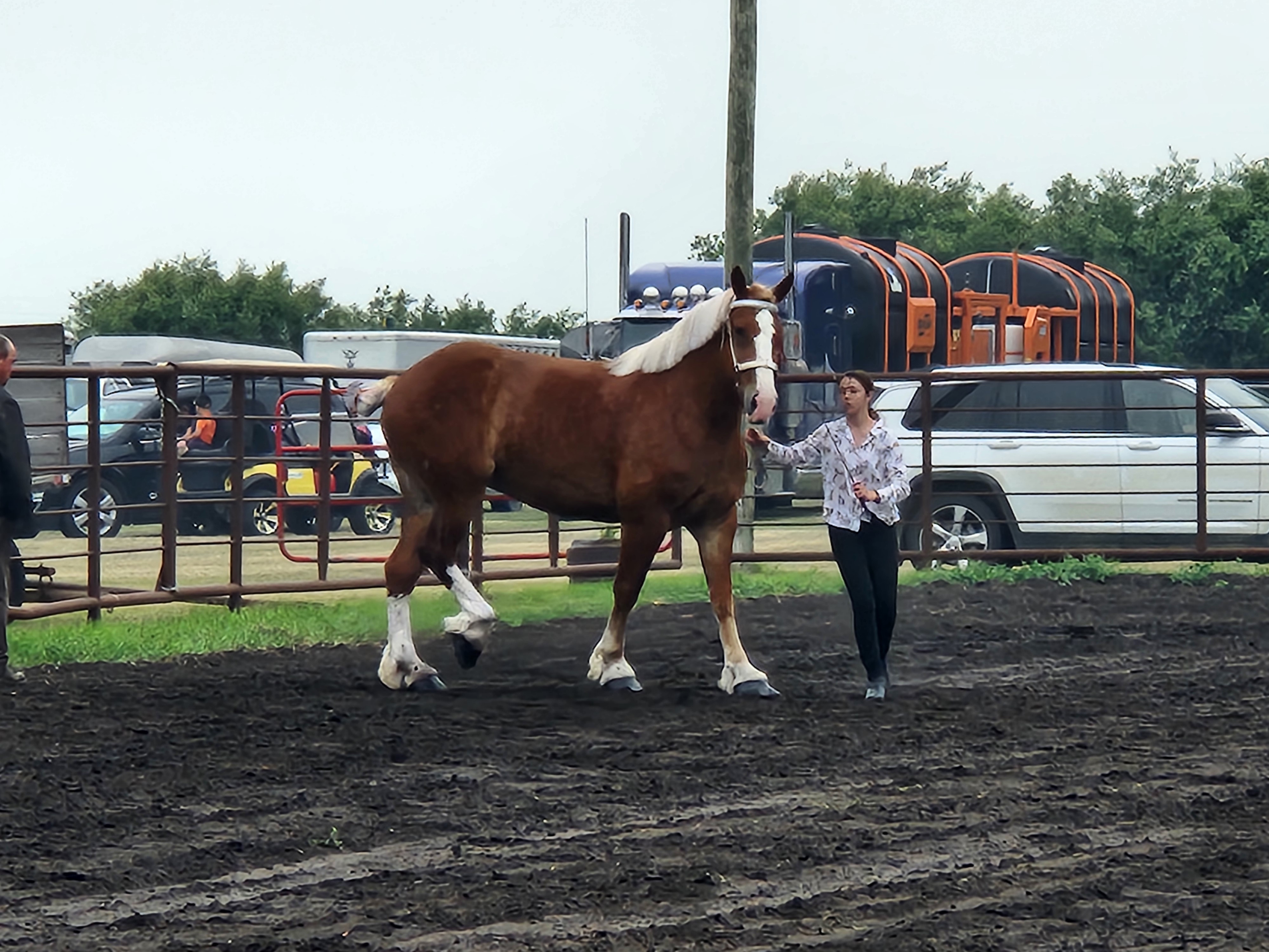 Draft Horses Also had their own competitions. PortageOnline/ Tristen Sokolosky