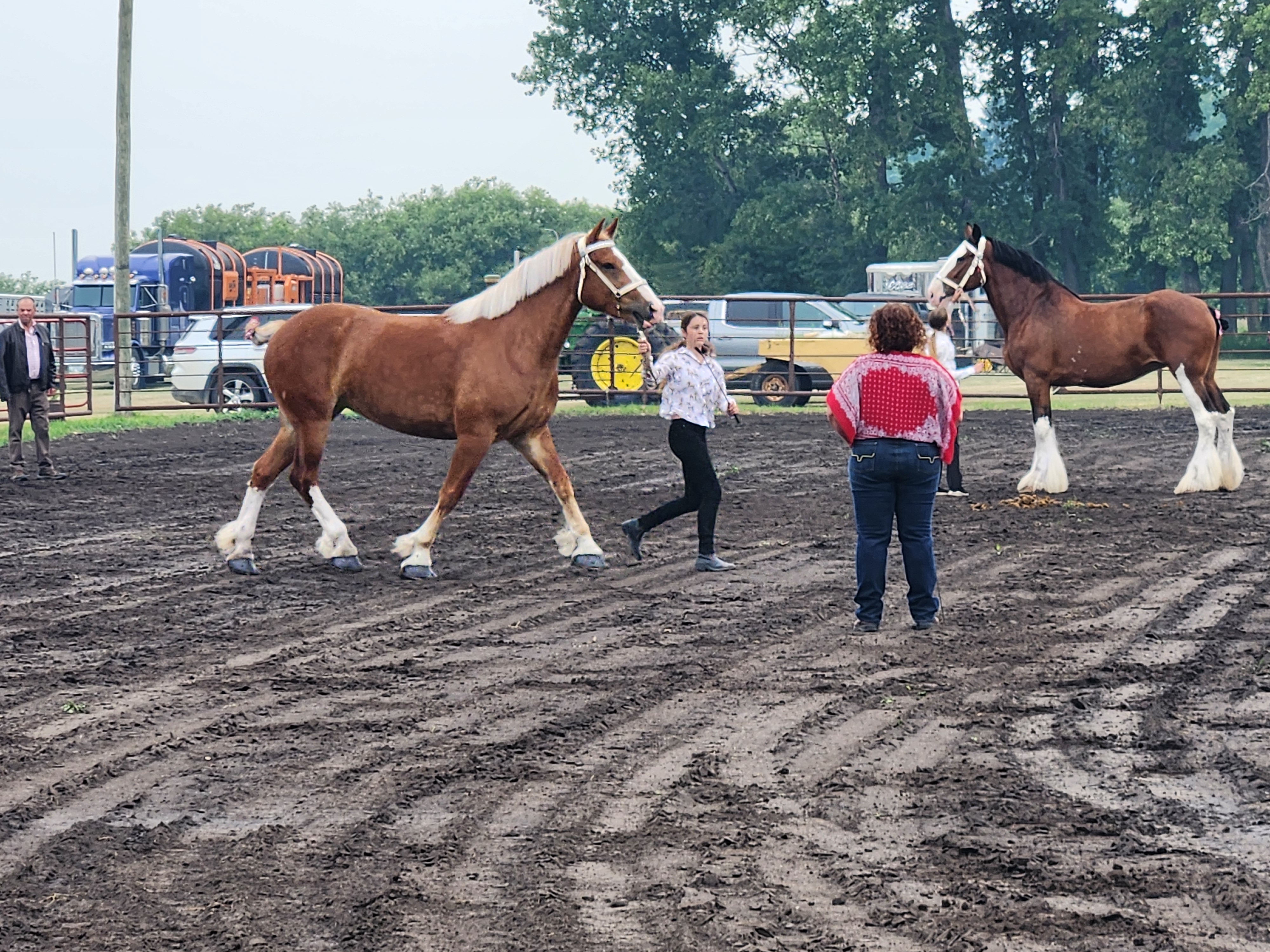Draft Horses Also had their own competitions. PortageOnline/ Tristen Sokolosky