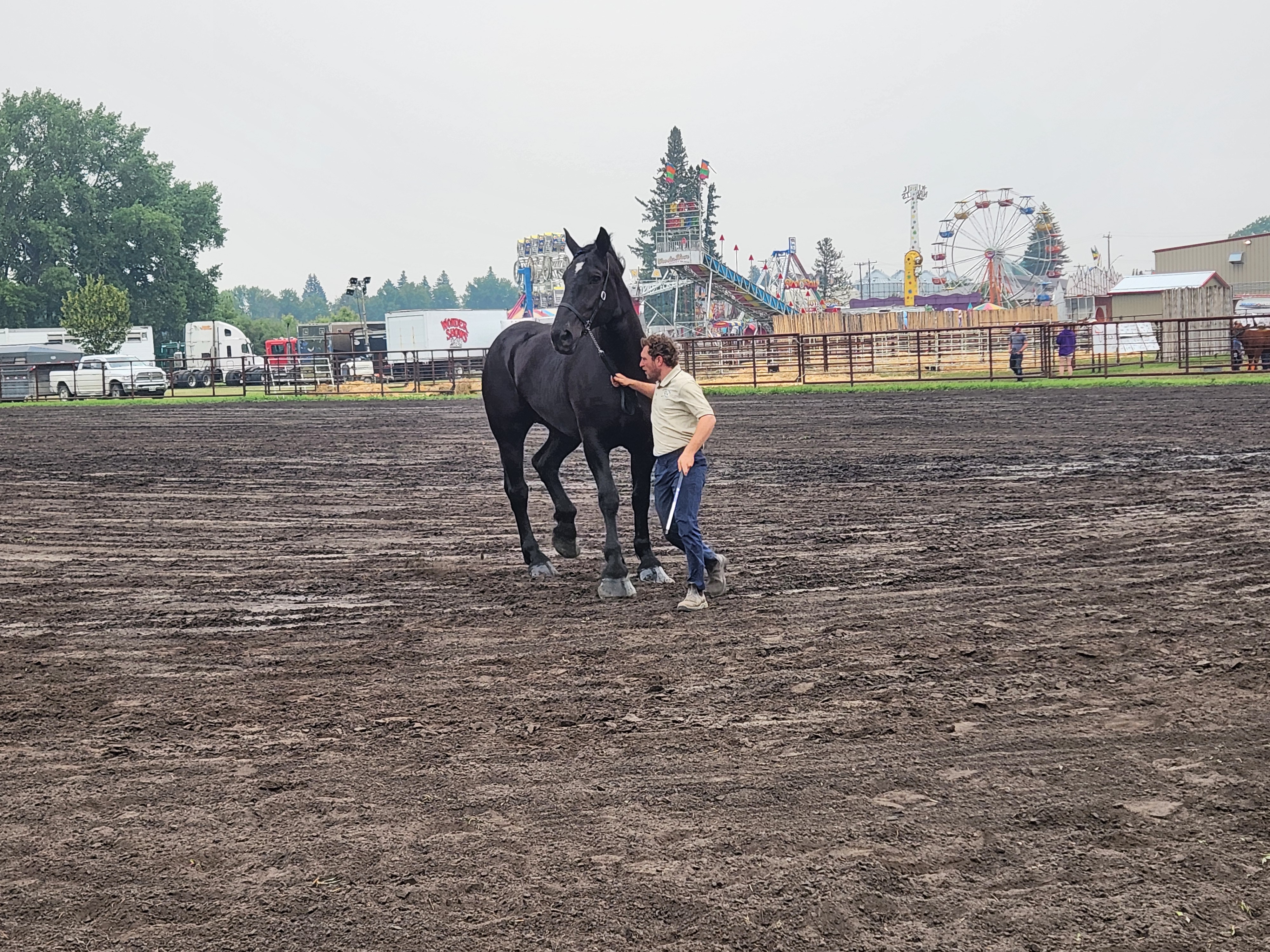Percheron Horse breed competing at Carman Fair. PortageOnline/ Tristen Sokolosky