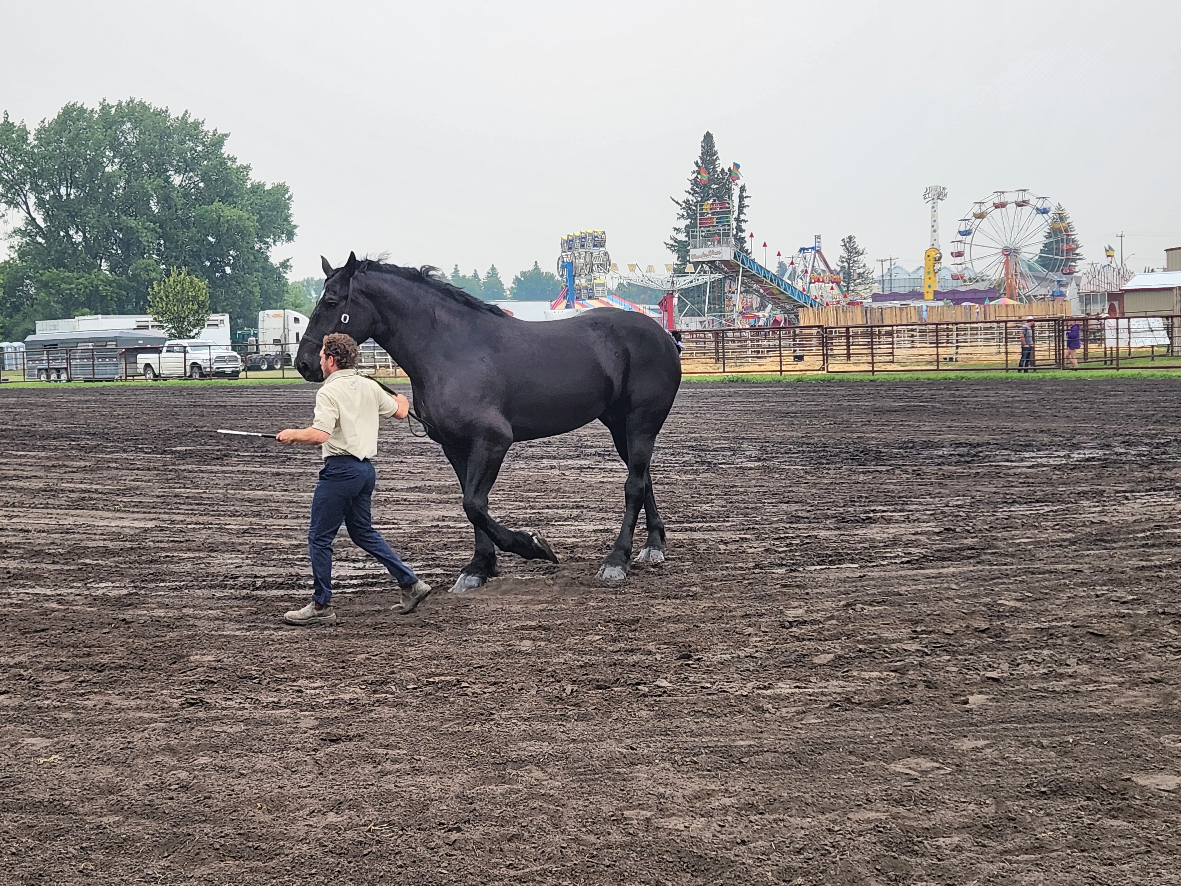 Percheron Horse breed competing at Carman Fair. PortageOnline/ Tristen Sokolosky