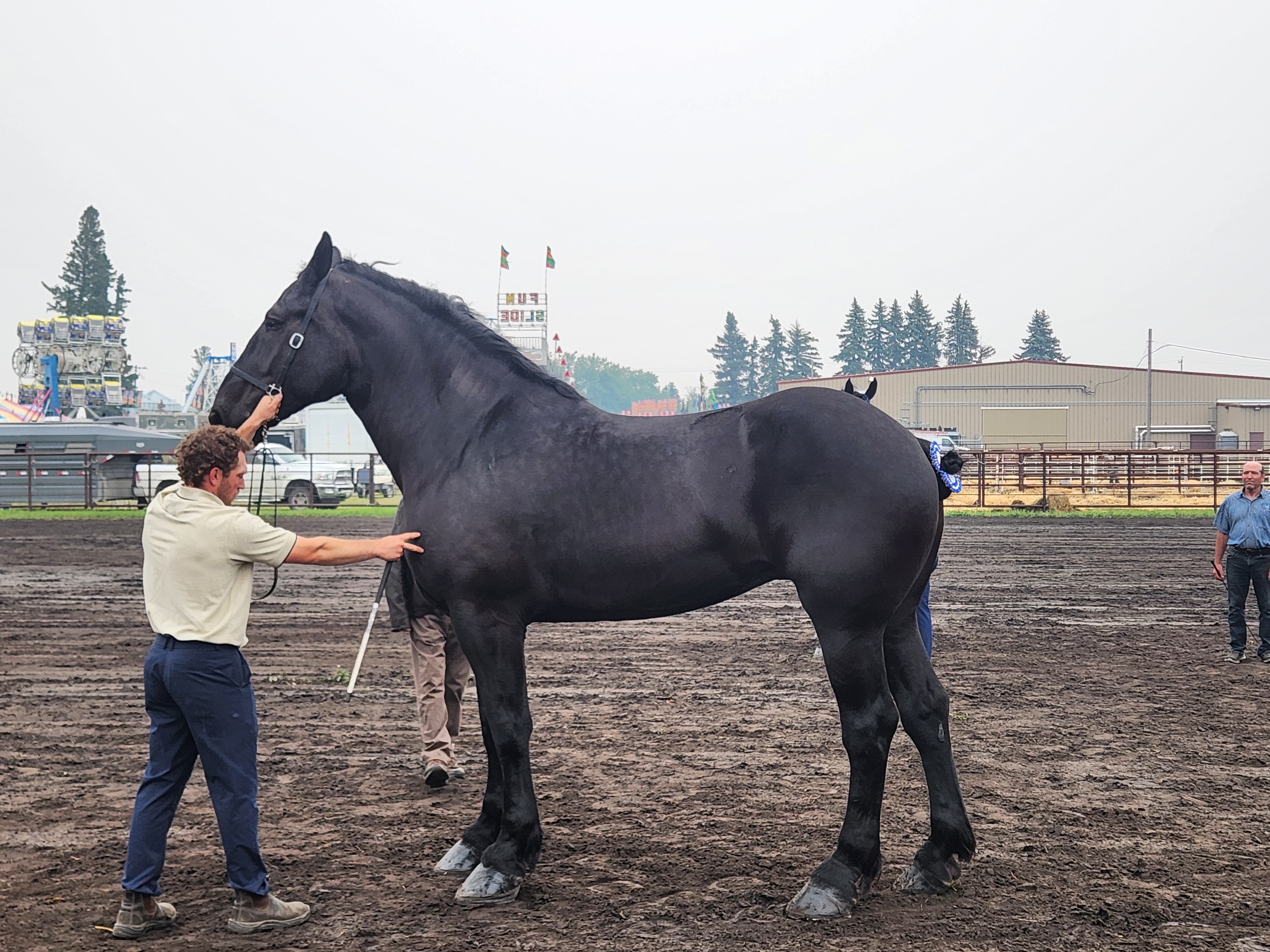 Percheron Horse breed competing at Carman Fair. PortageOnline/ Tristen Sokolosky