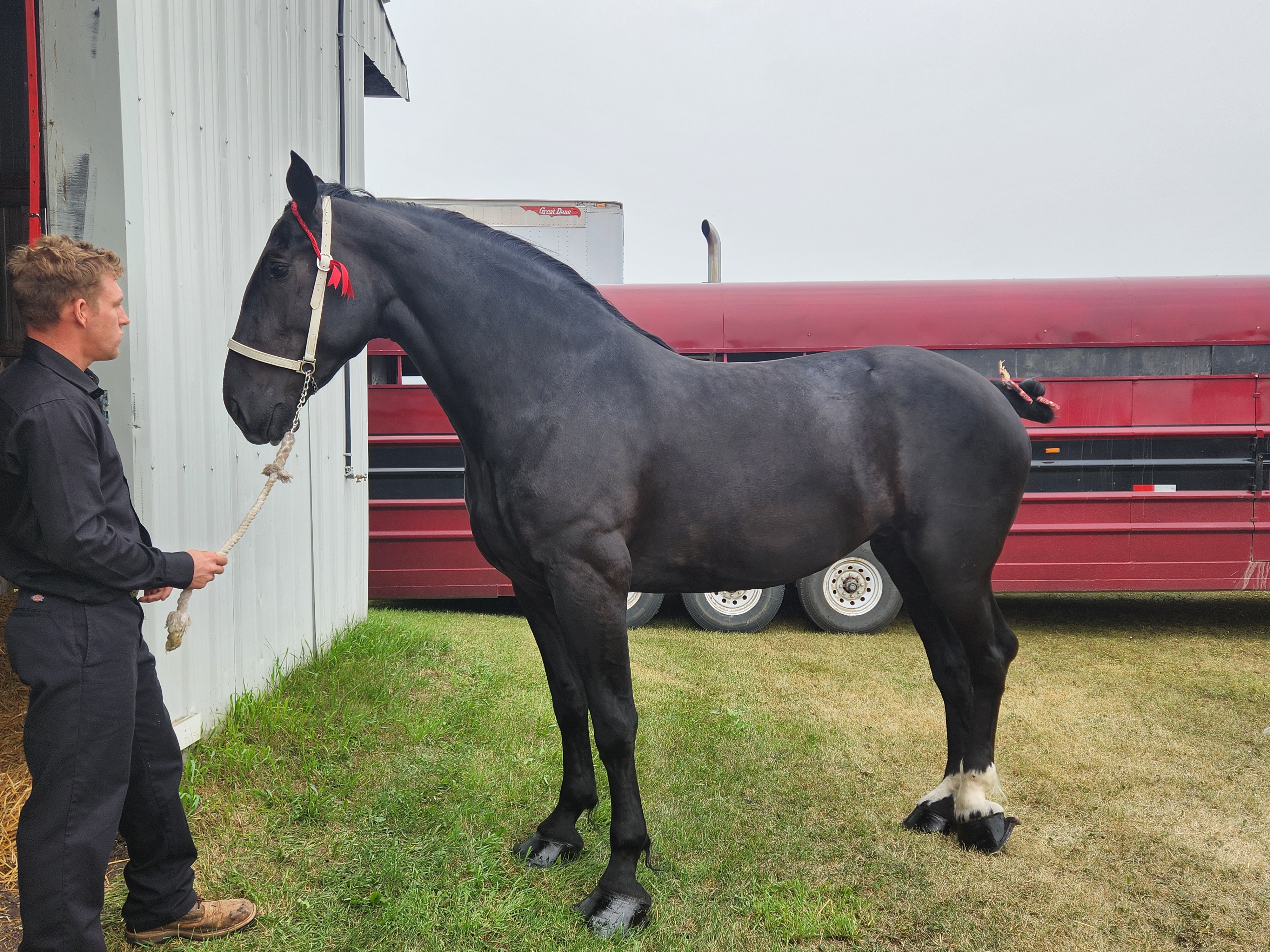 Percheron Horse breed competing at Carman Fair. PortageOnline/ Tristen Sokolosky