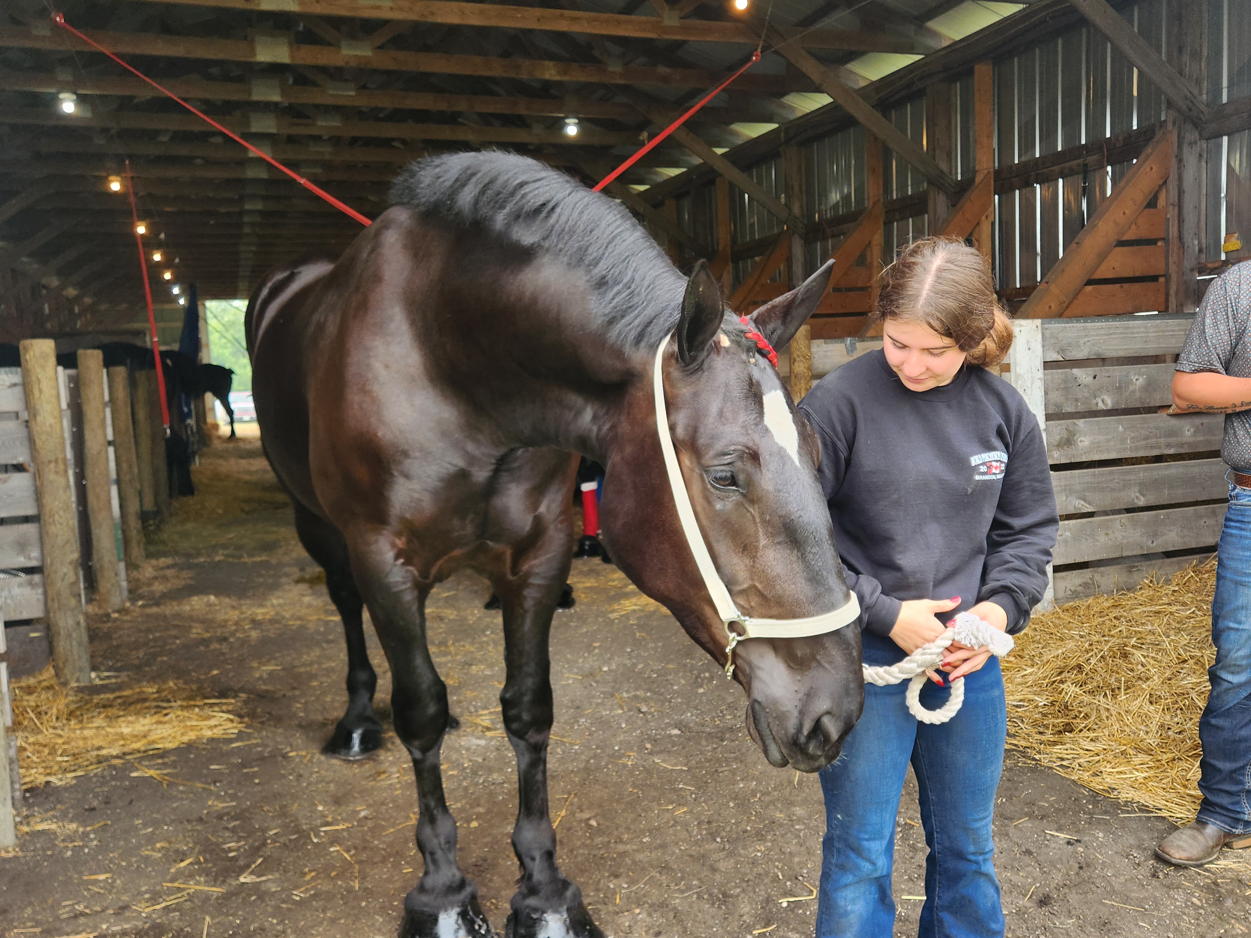 Percheron Horse breed competing at Carman Fair. PortageOnline/ Tristen Sokolosky