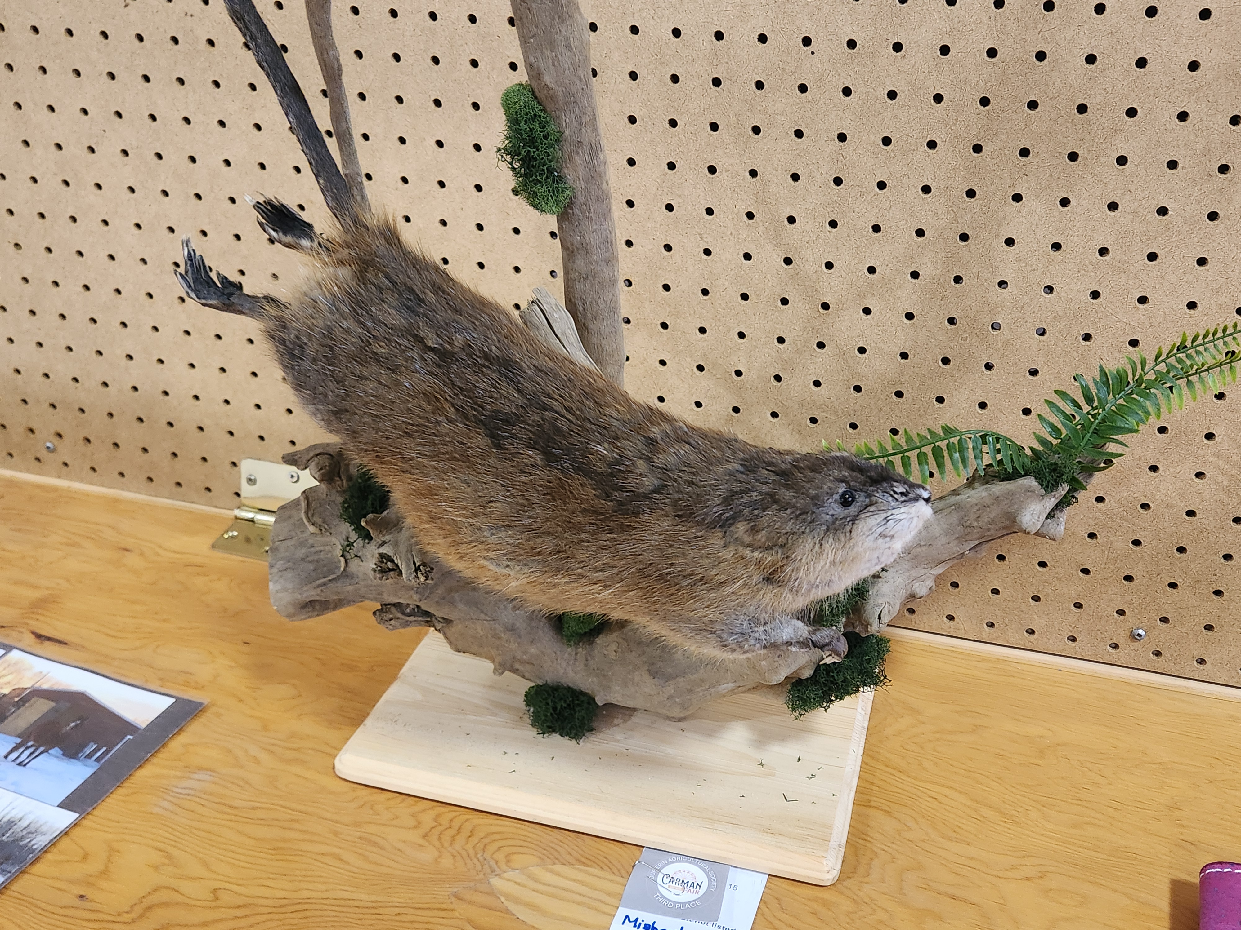 Exhibit Hall at the Carman Fair, showing off creative displays ranging from all different styles of art. PortageOnline/ Tristen Sokolosky