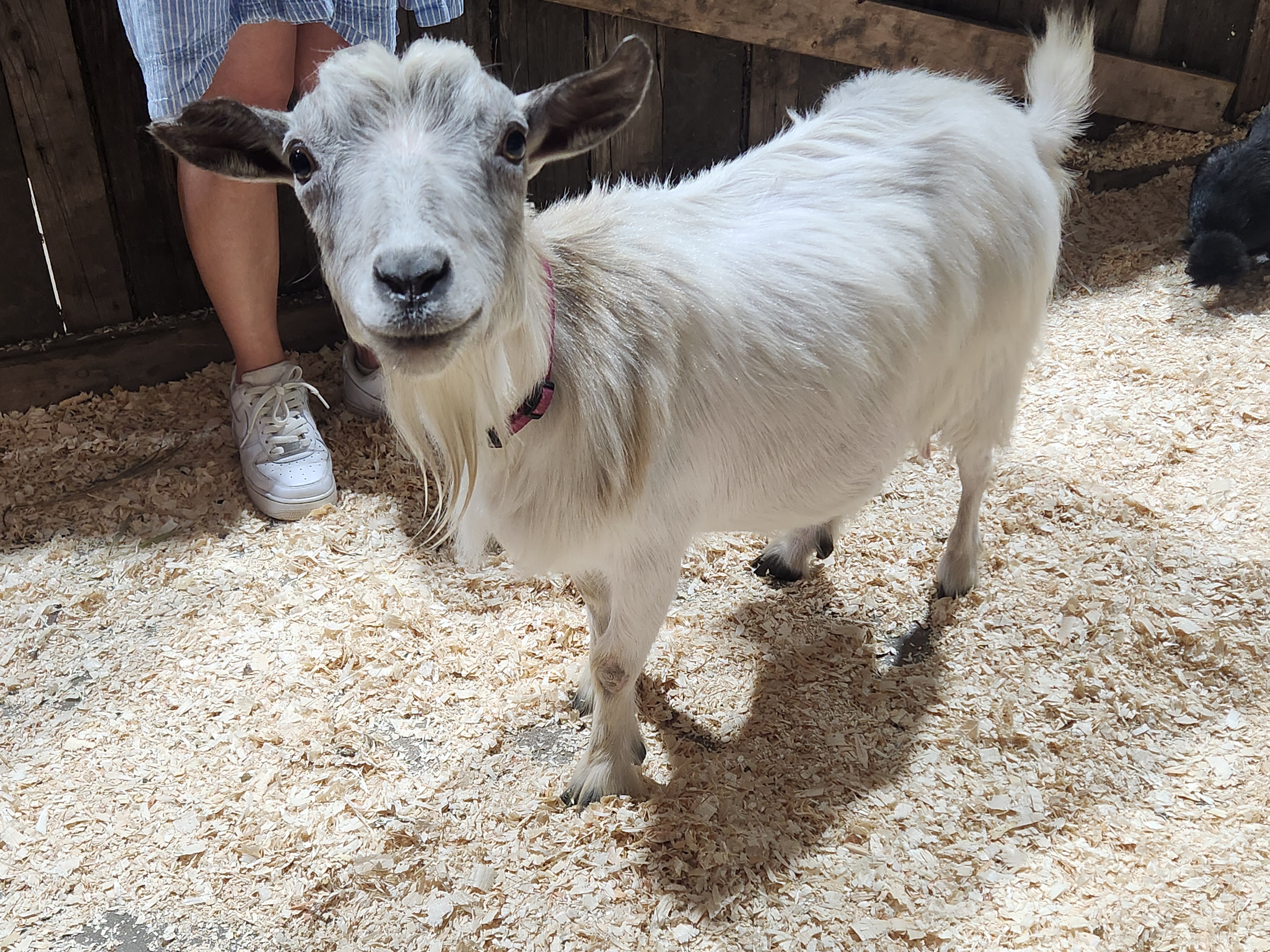 Friendly animals at the Ruddneck Farm petting zoo. PortageOnline/ Tristen Sokolosky