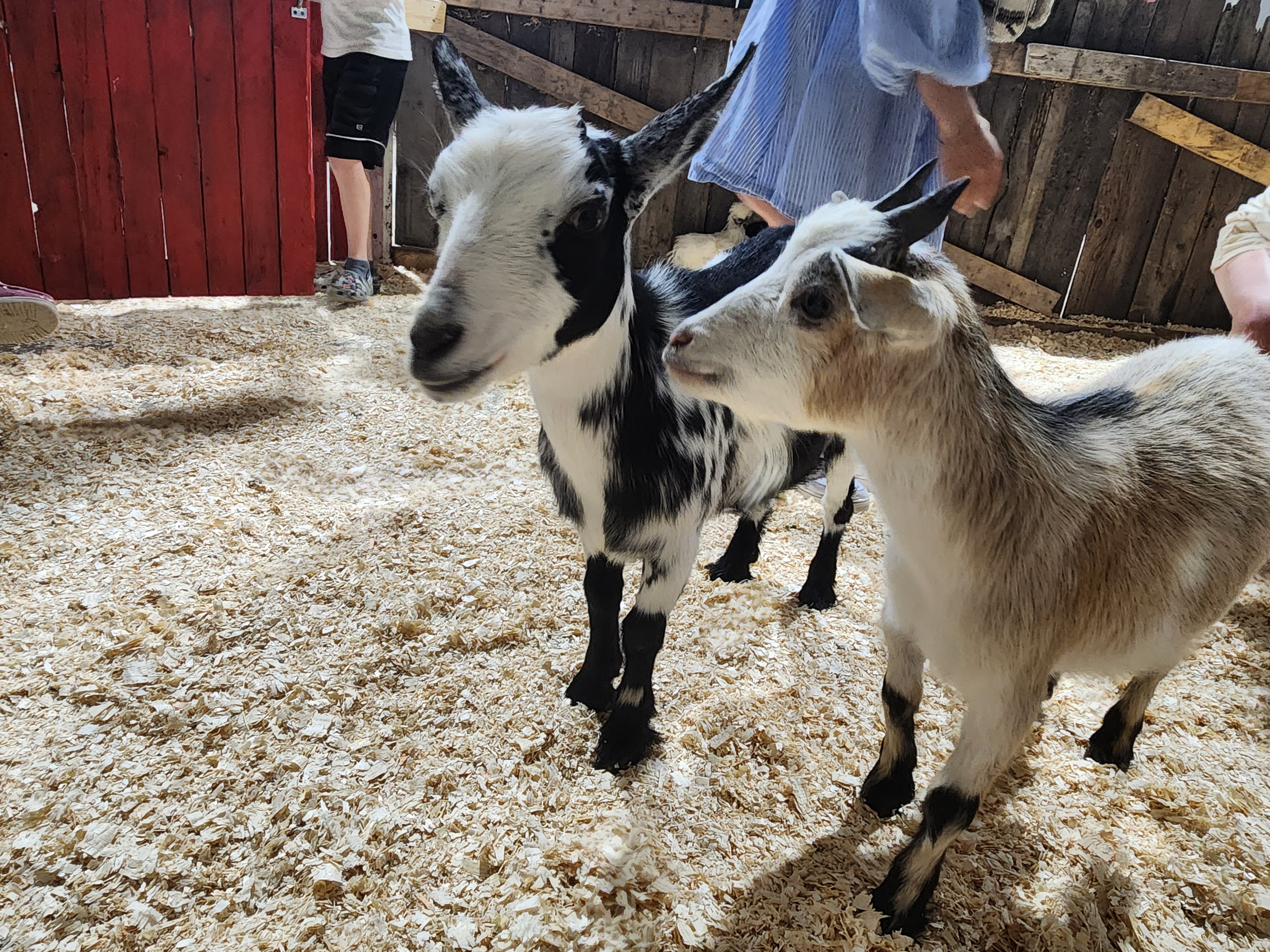 Friendly animals at the Ruddneck Farm petting zoo. PortageOnline/ Tristen Sokolosky