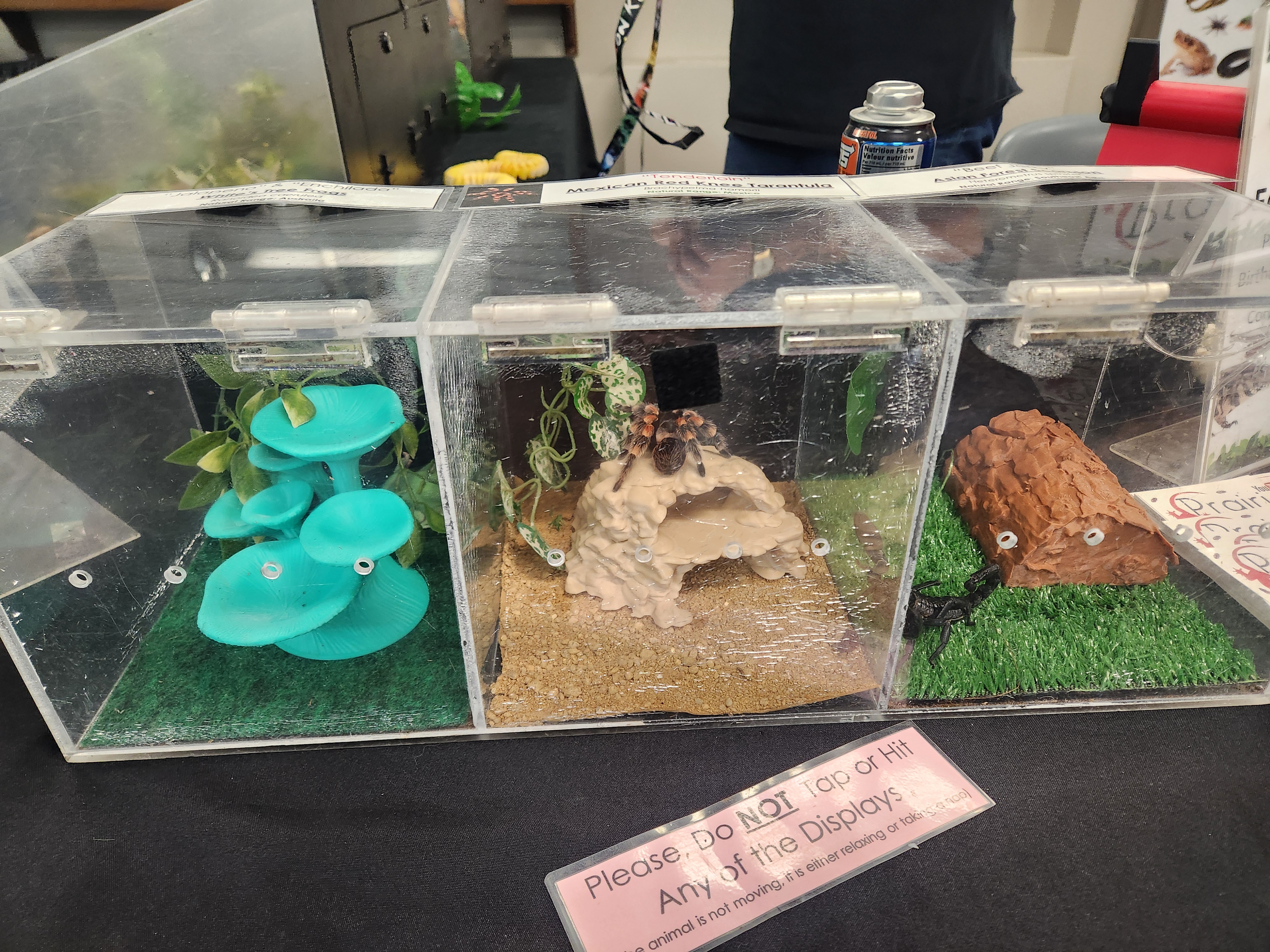 Reptile Exhibit was unique to have at the fair, animals ranged from toxic to no-toxic. PoratgeOnline/ Tristen Sokolosky