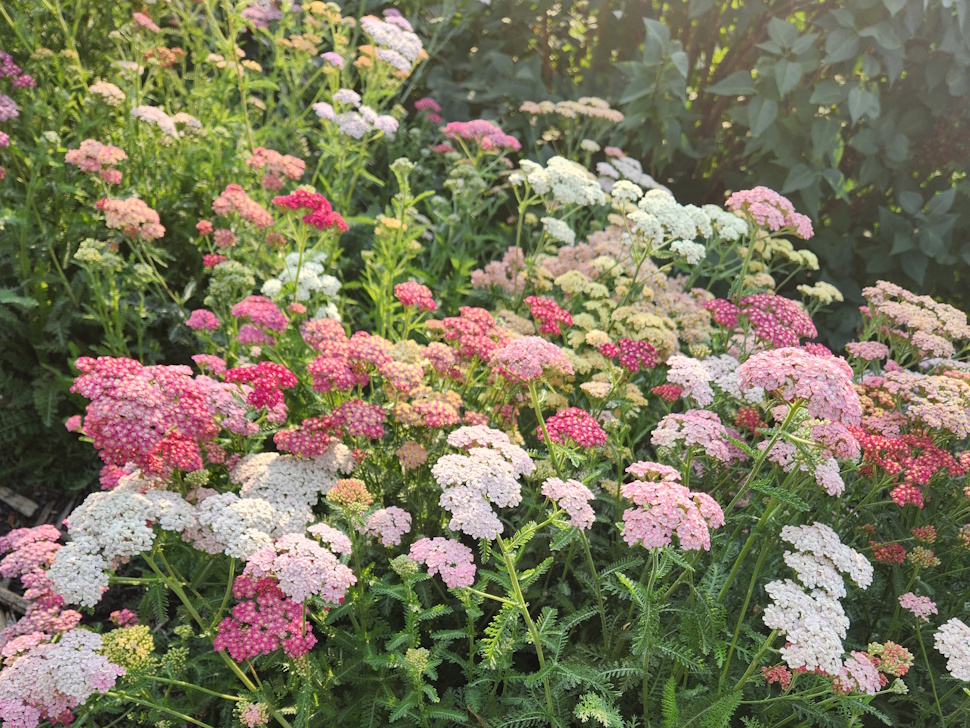 Yarrow growing. PortageOnline/ Tristen Sokolosky