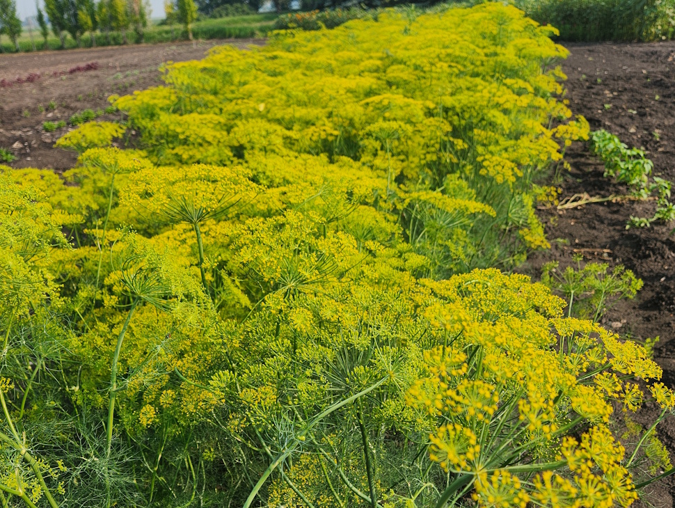 Dill weed growing. PortageOnline/ Tristen Sokolosky