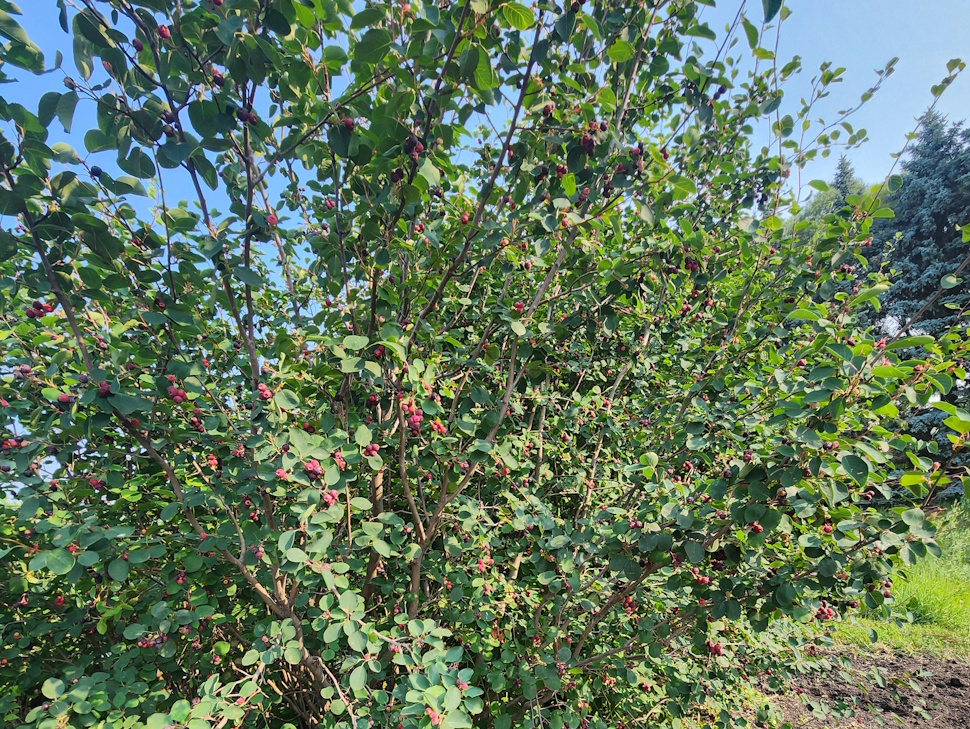 Saskatoon Bush. PortageOnline/ Tristen Sokolosky
