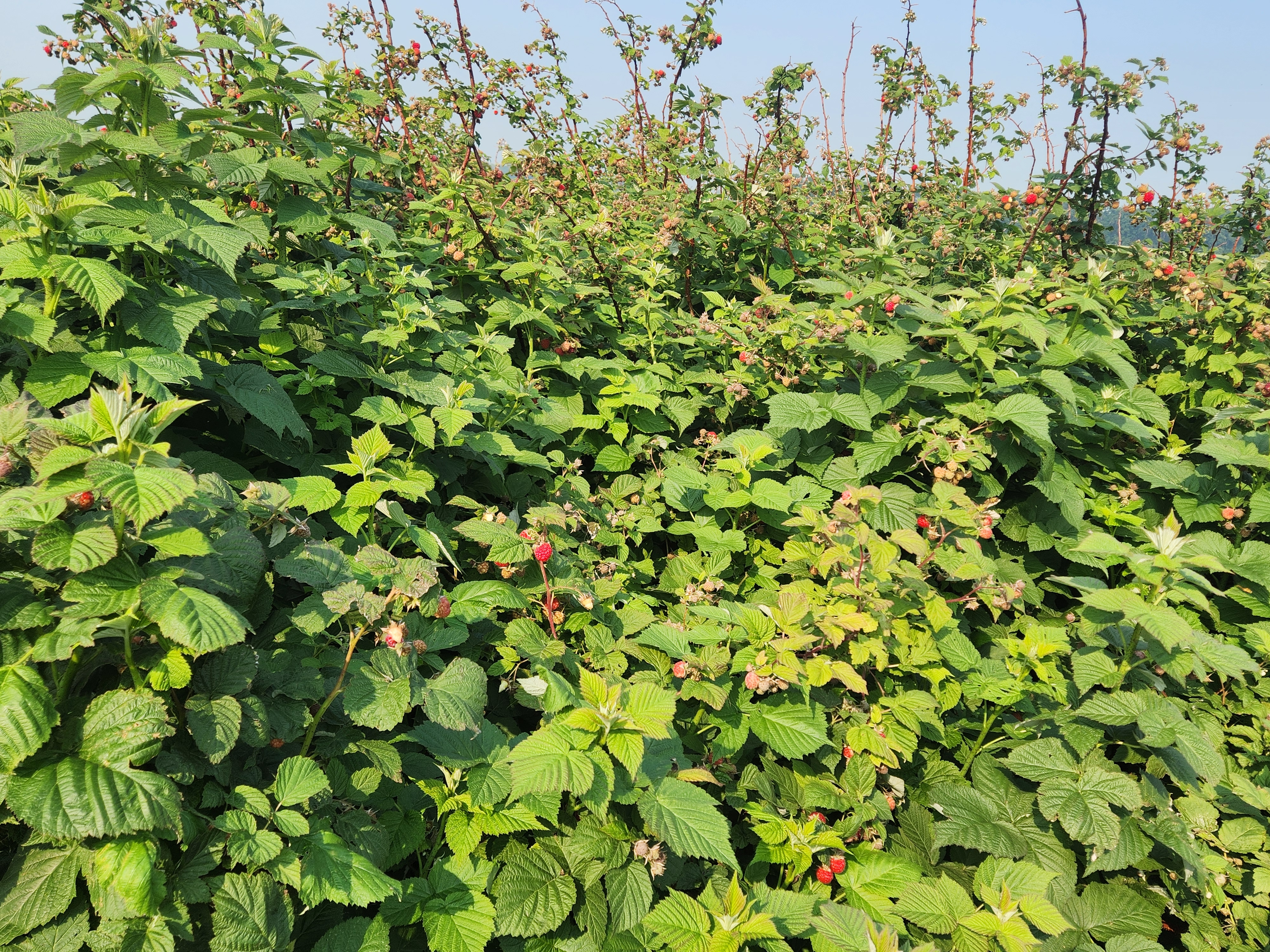 Rasberry bush growing in the field at Vanestone. PortageOnline/ Tristen Sokolosky