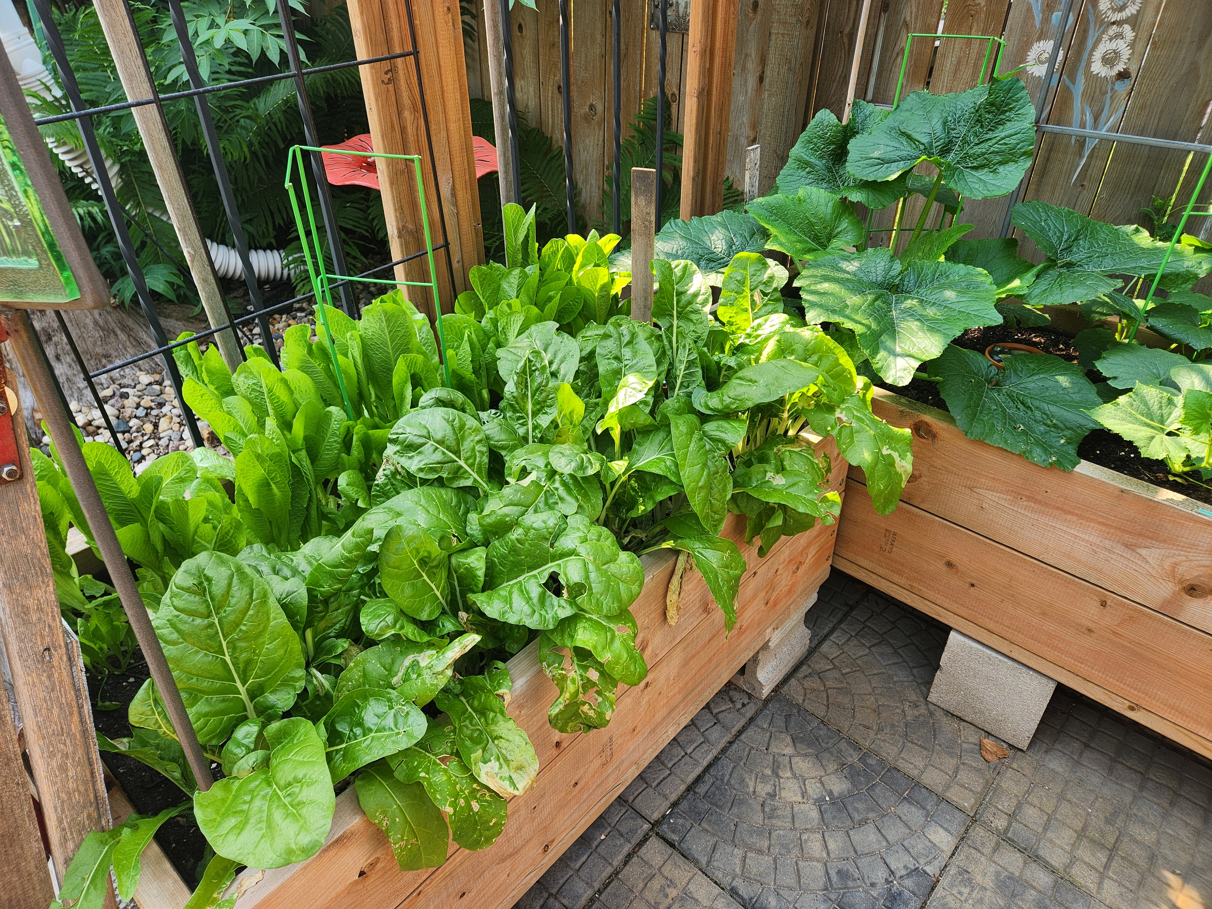 Vegetable garden. PortageOnline/ Tristen Sokolosky