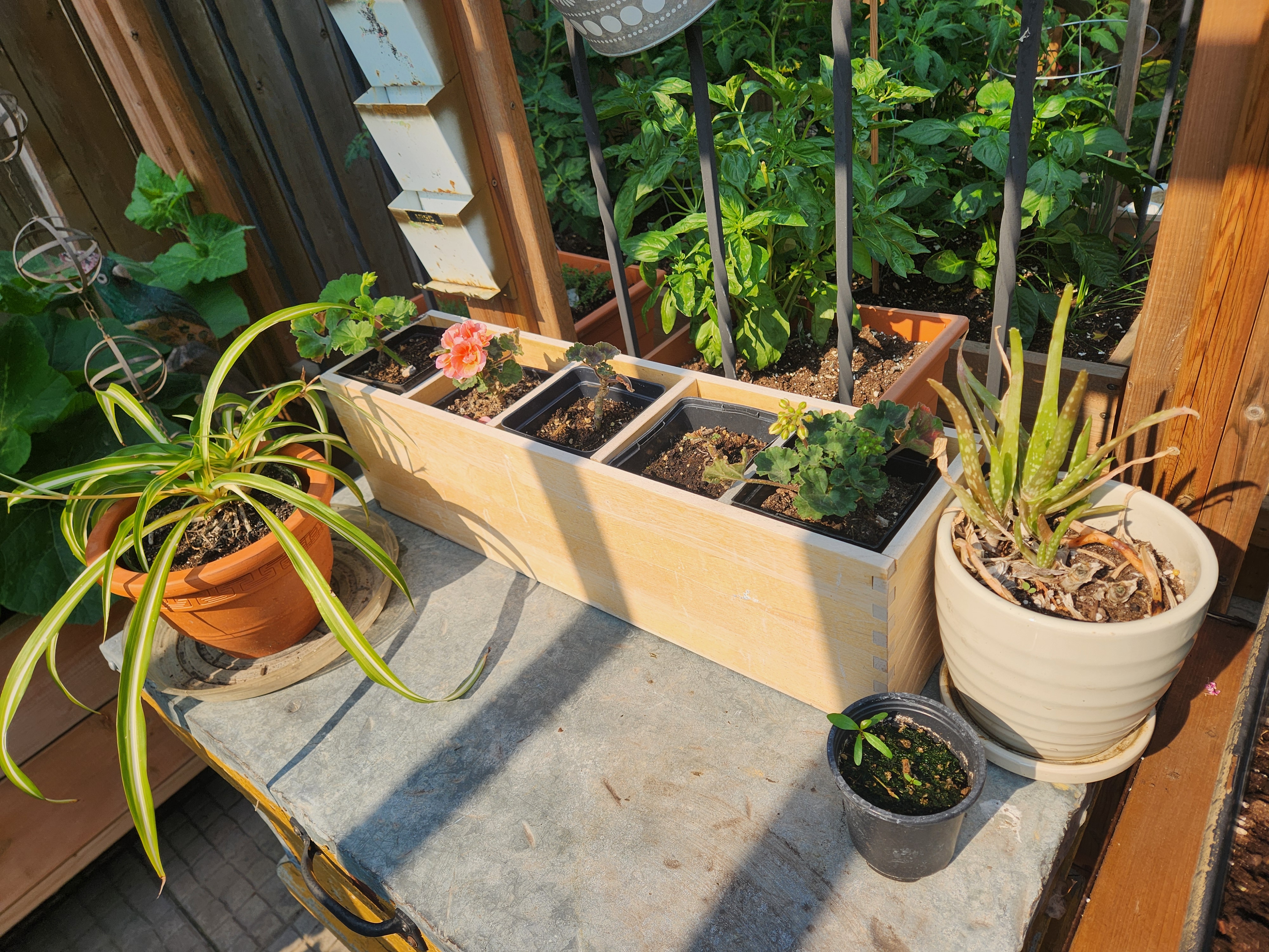 Succulents arranged decoratively. PortageOnline/ Tristen Sokolosky