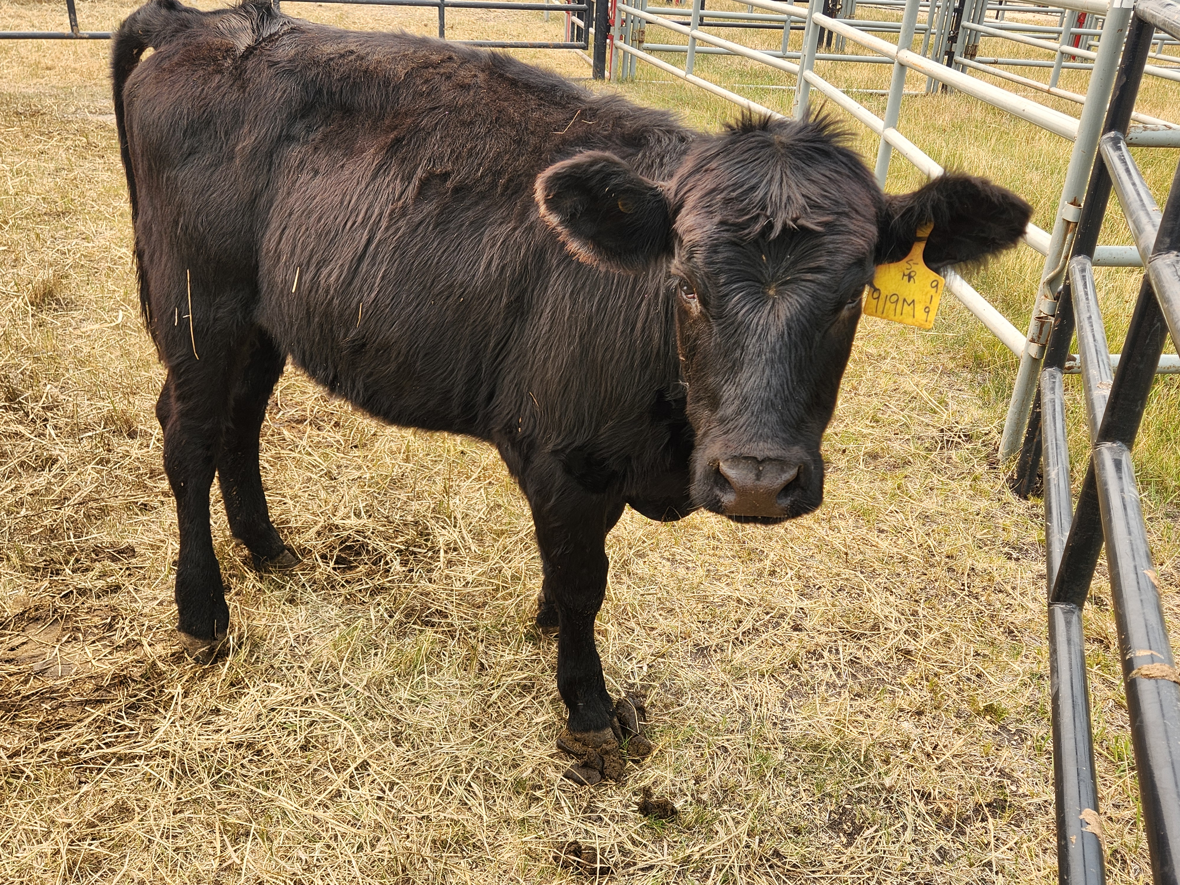 Cattle in waiting for the evening rodeo. PortageOnline/ Tristen Sokolosky