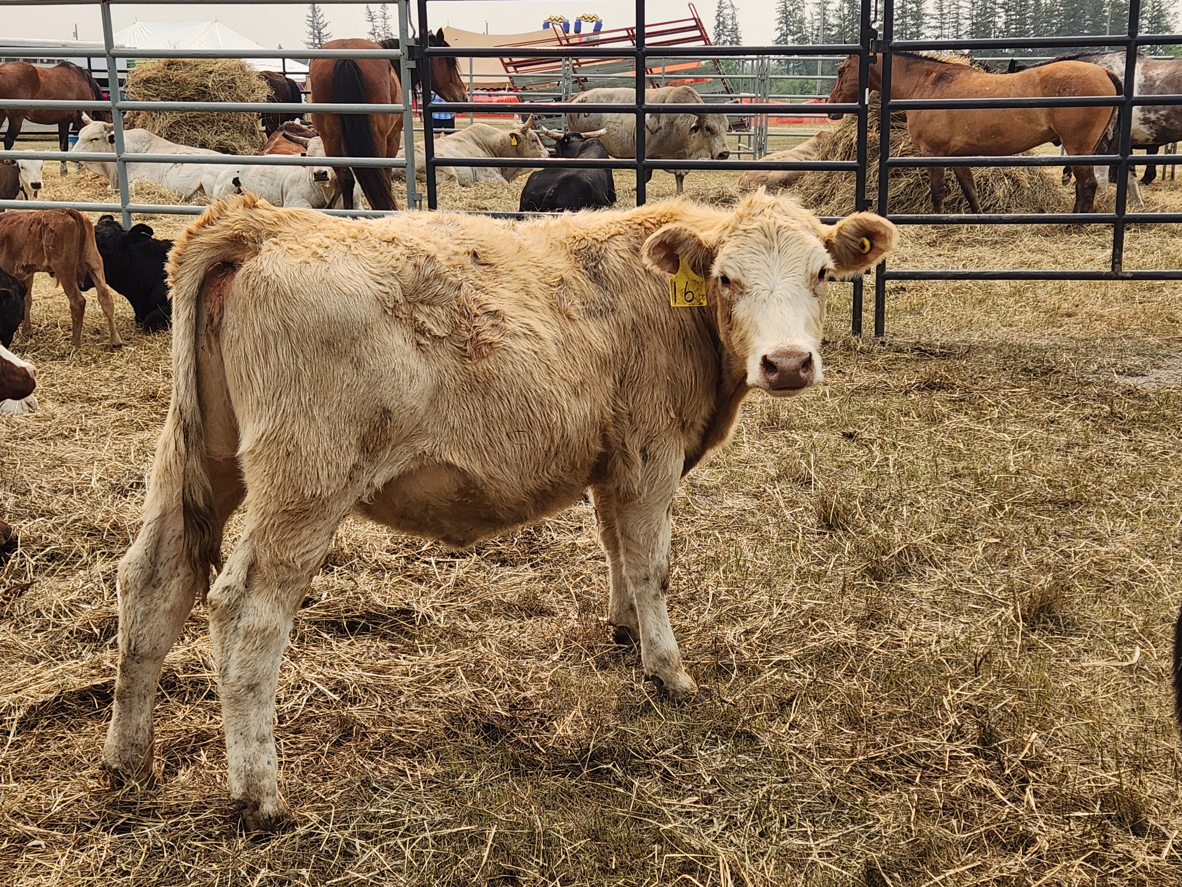 Cattle in waiting for the evening rodeo. PortageOnline/ Tristen Sokolosky