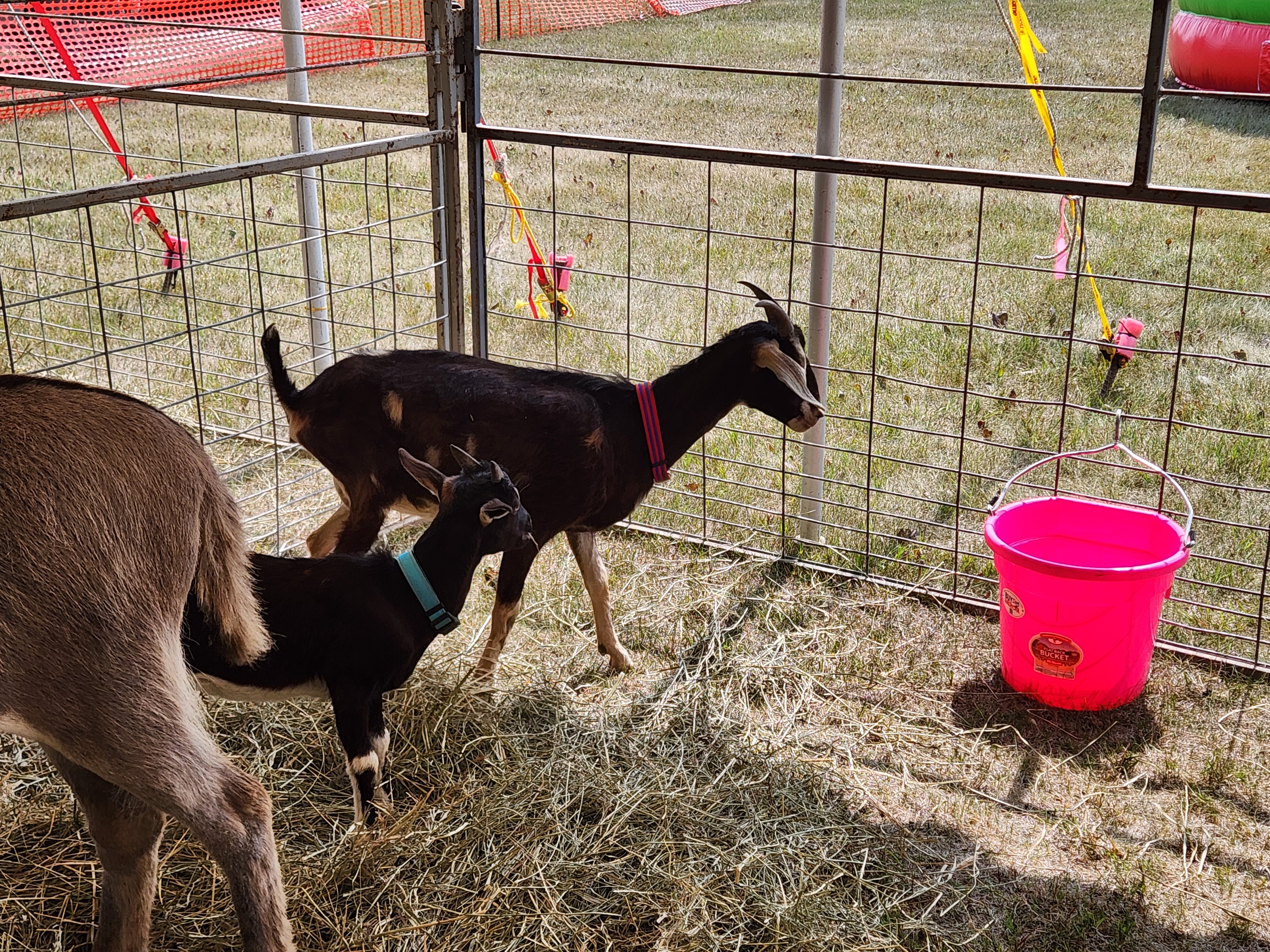 Everyone enjoyed the petting zoo, filled with all sorts of furry animals. PortageOnline/ Tristen Sokolosky