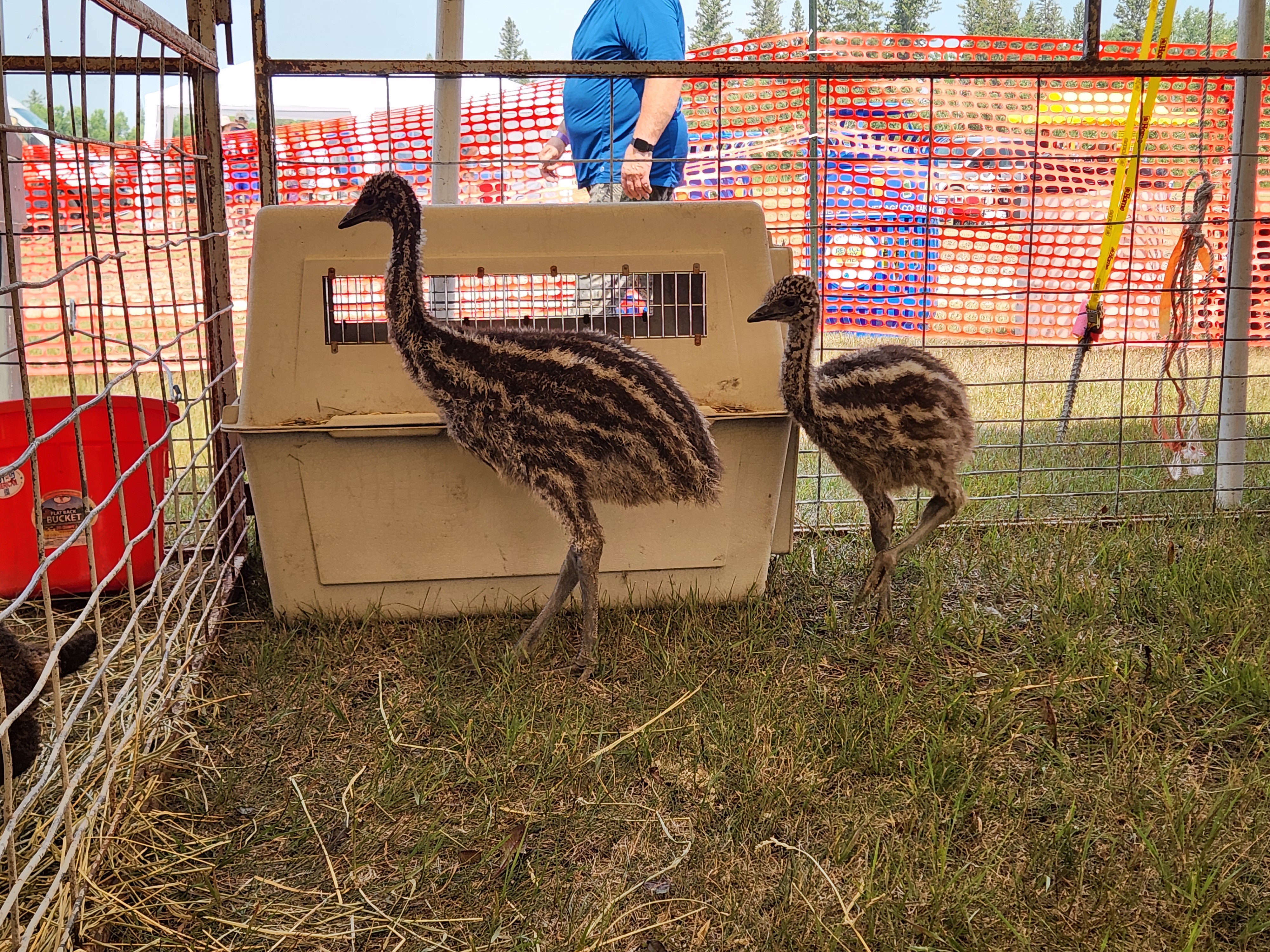 Everyone enjoyed the petting zoo, filled with all sorts of furry animals. PortageOnline/ Tristen Sokolosky