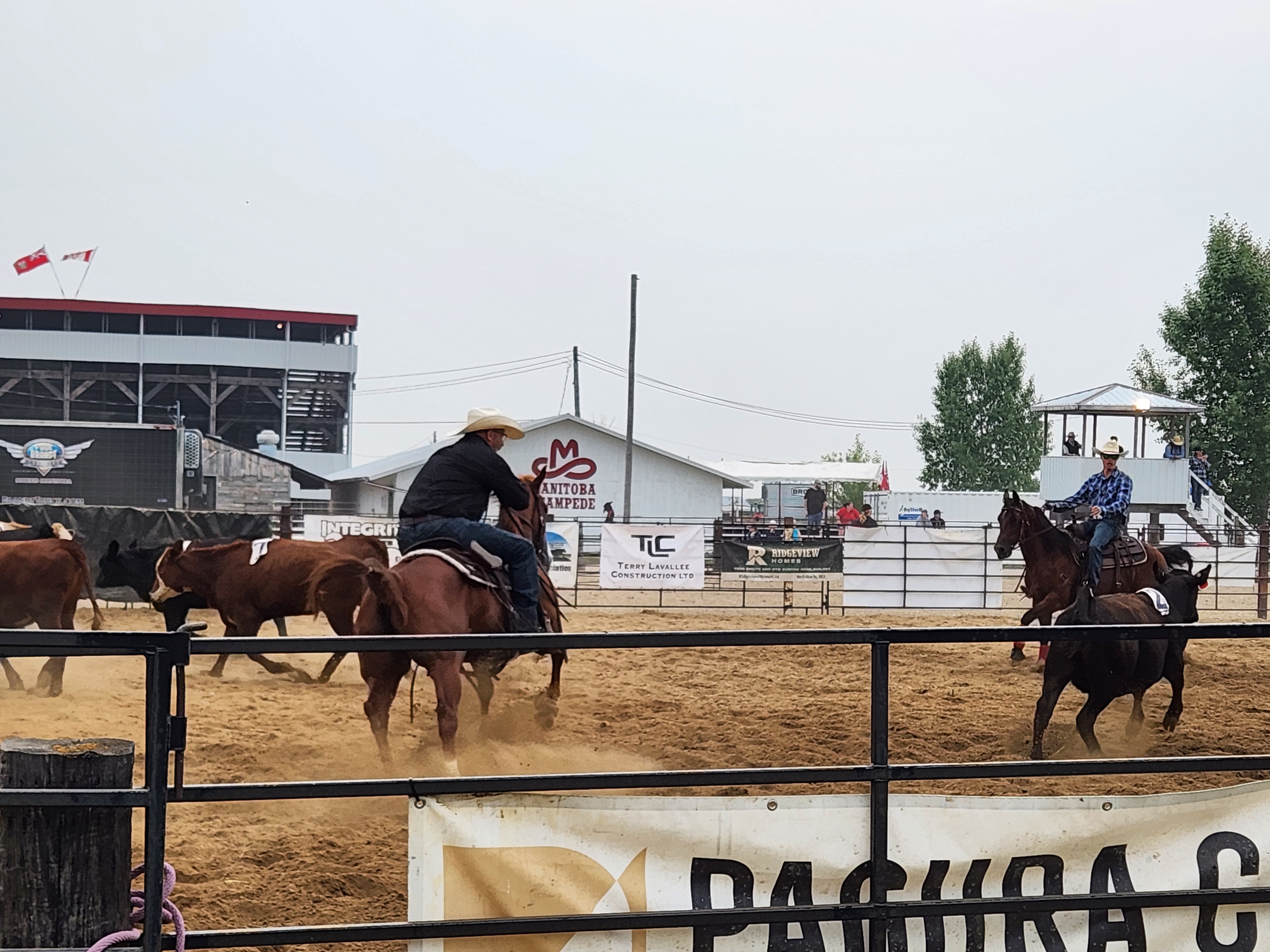 Team Penning. PortageOnline/ Tristen Sokolosky