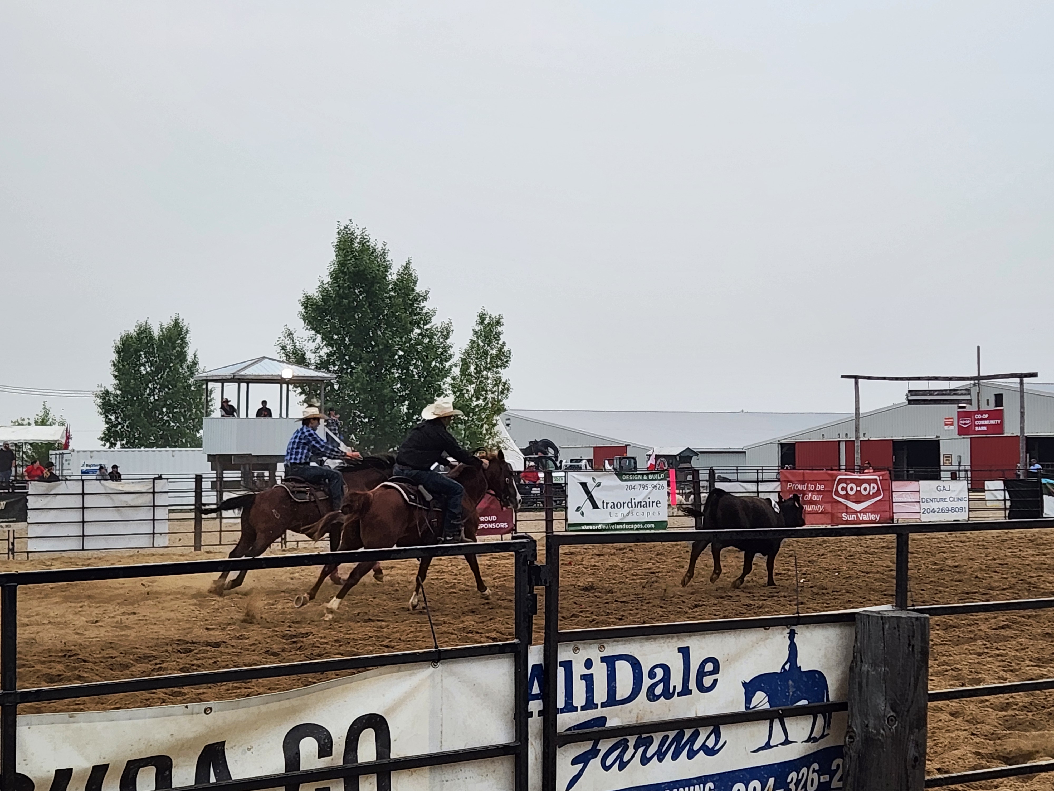 Team Penning. PortageOnline/ Tristen Sokolosky