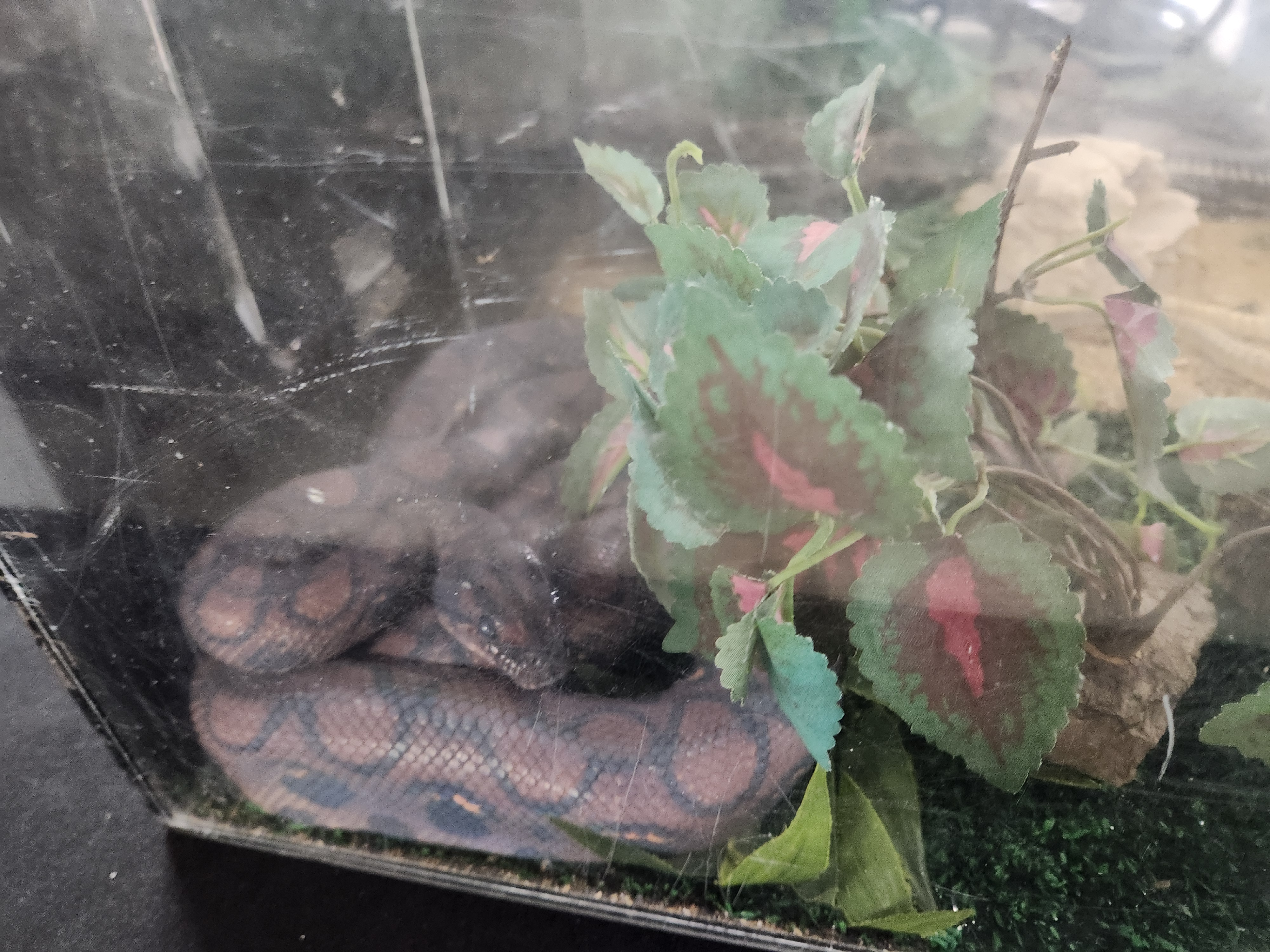 Exotic Reptiles were a hit at the fair, kids enjoyed coming and visiting the critters. PortageOnline/ Tristen Sokolosky