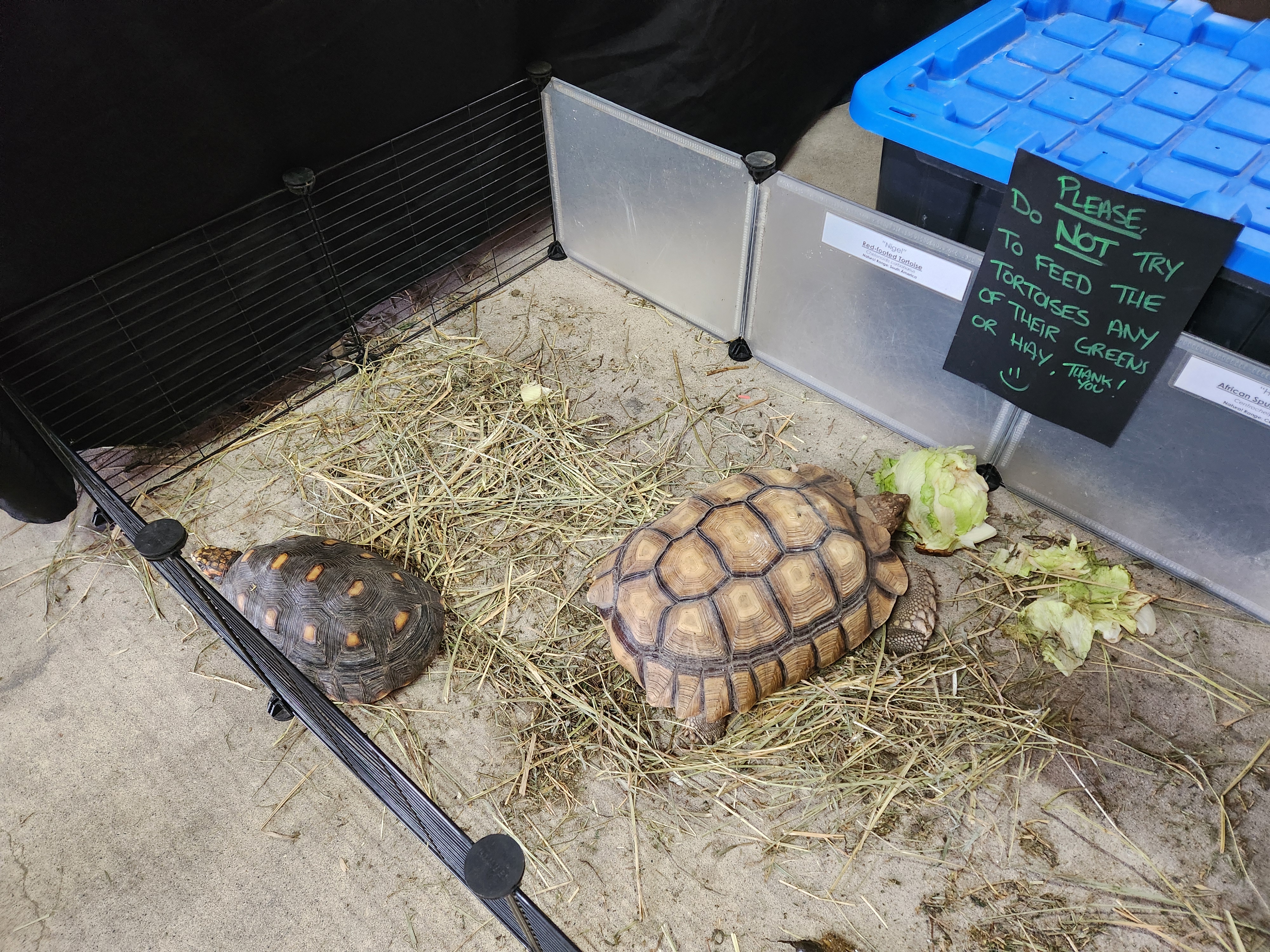 Exotic Reptiles were a hit at the fair, kids enjoyed coming and visiting the critters. PortageOnline/ Tristen Sokolosky