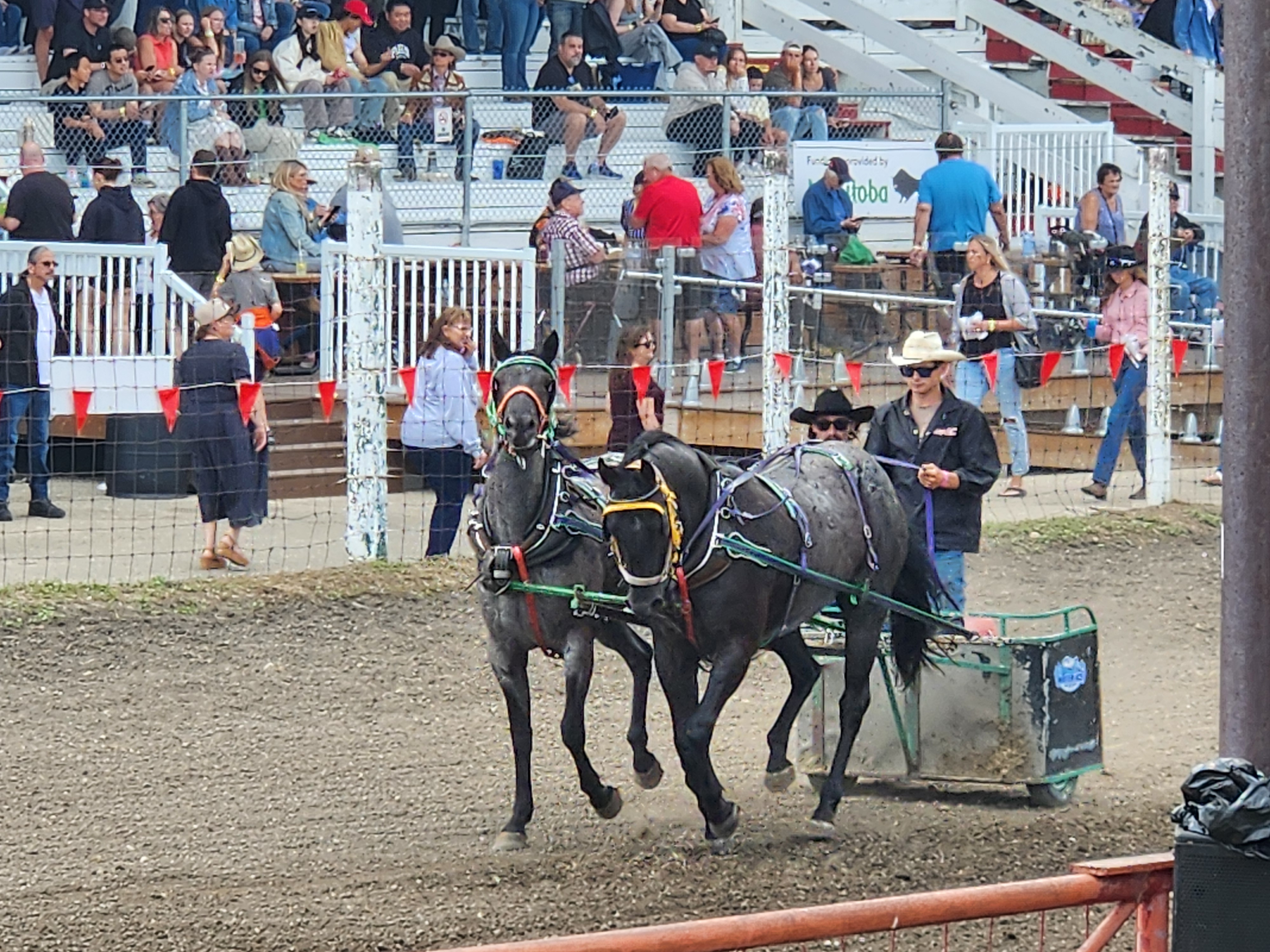 Chuckwagon races, were faster then people thought, crowd cheers on their favourites. PortageOnline/ Tristen Sokolosky