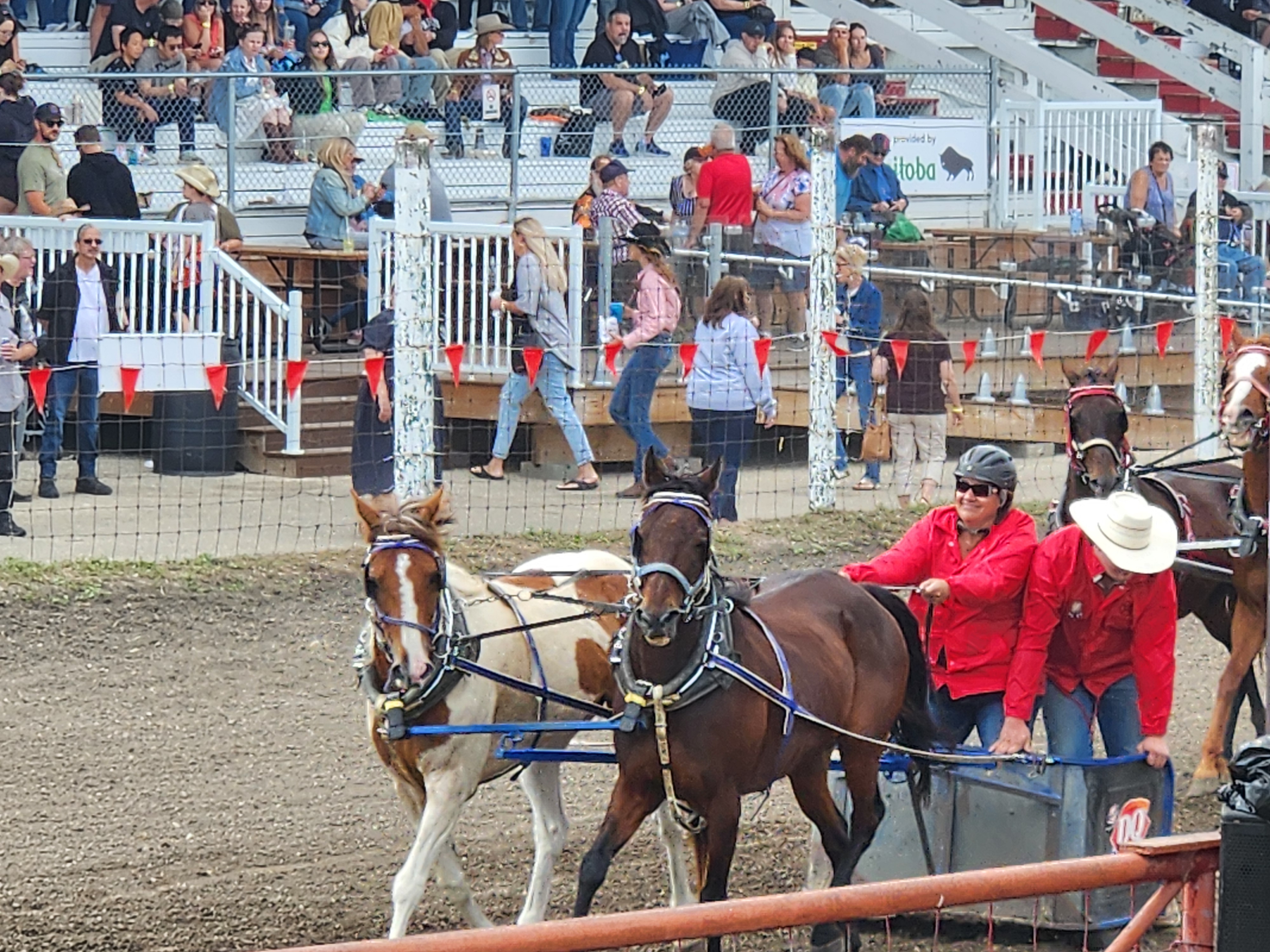 Chuckwagon races, were faster then people thought, crowd cheers on their favourites. PortageOnline/ Tristen Sokolosky