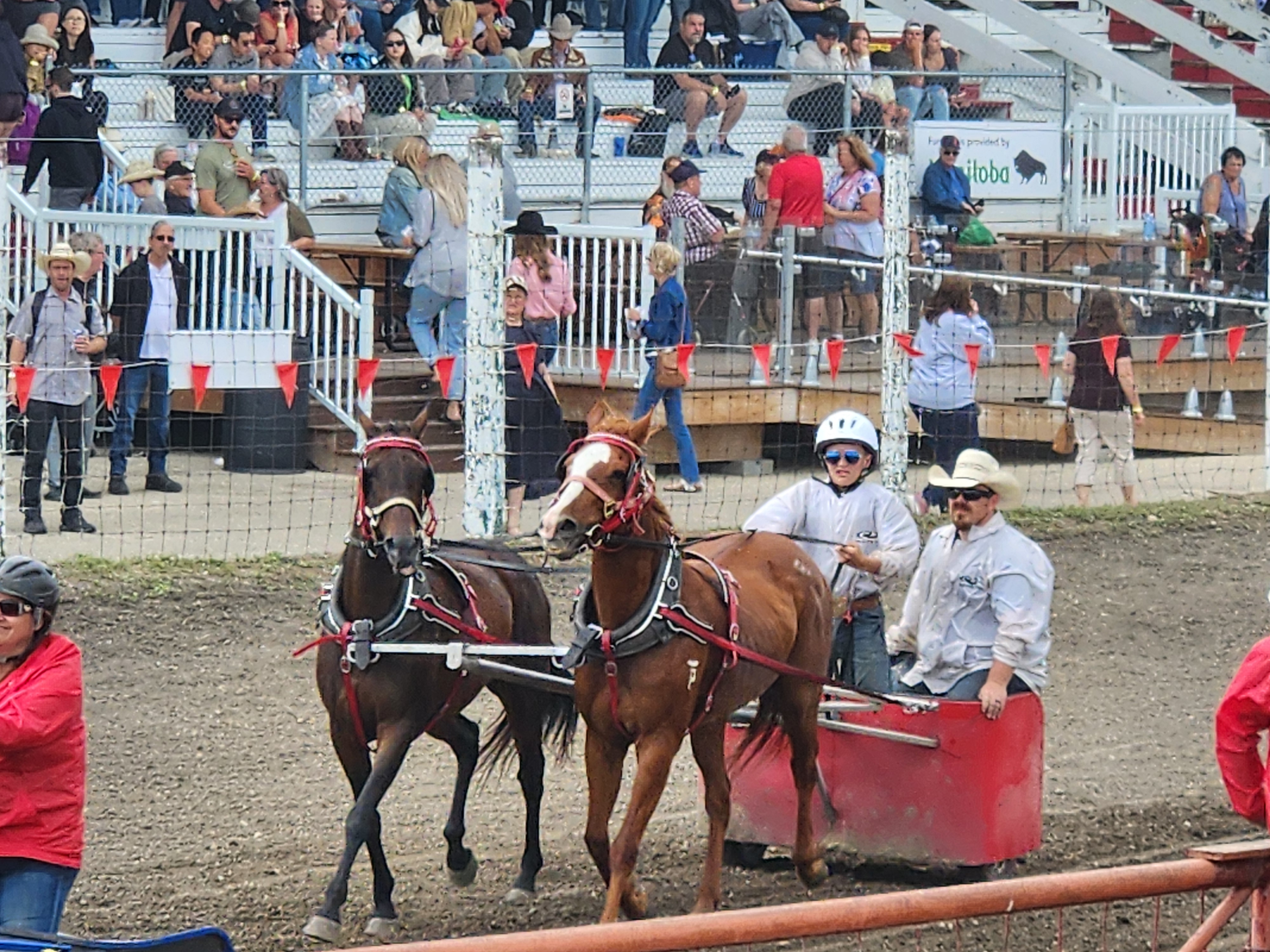 Chuckwagon races, were faster then people thought, crowd cheers on their favourites. PortageOnline/ Tristen Sokolosky