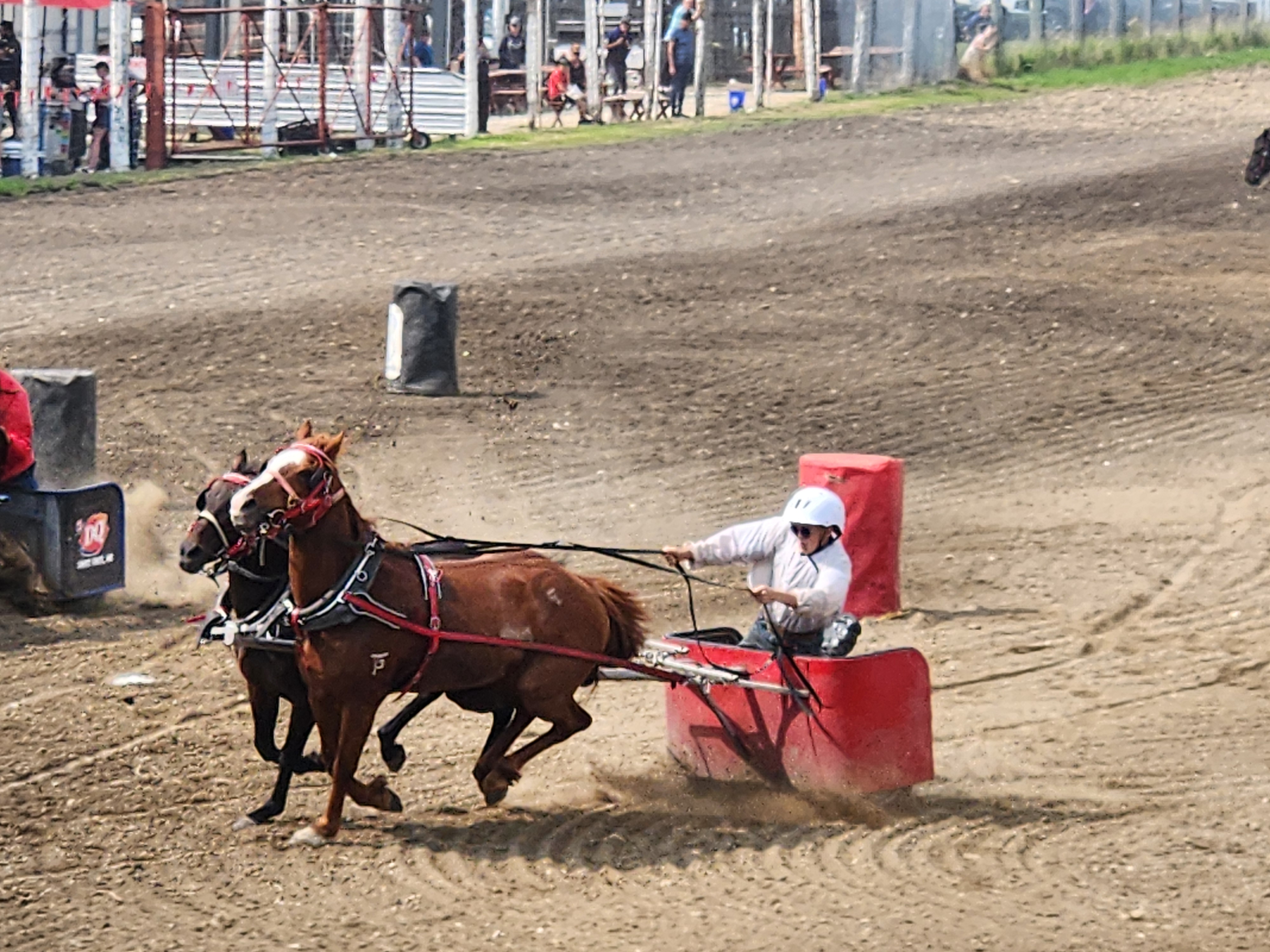 Chuckwagon races, were faster then people thought, crowd cheers on their favourites. PortageOnline/ Tristen Sokolosky