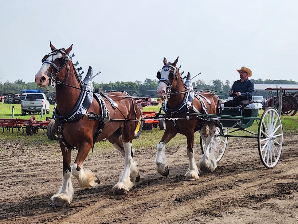Clydesdales Show