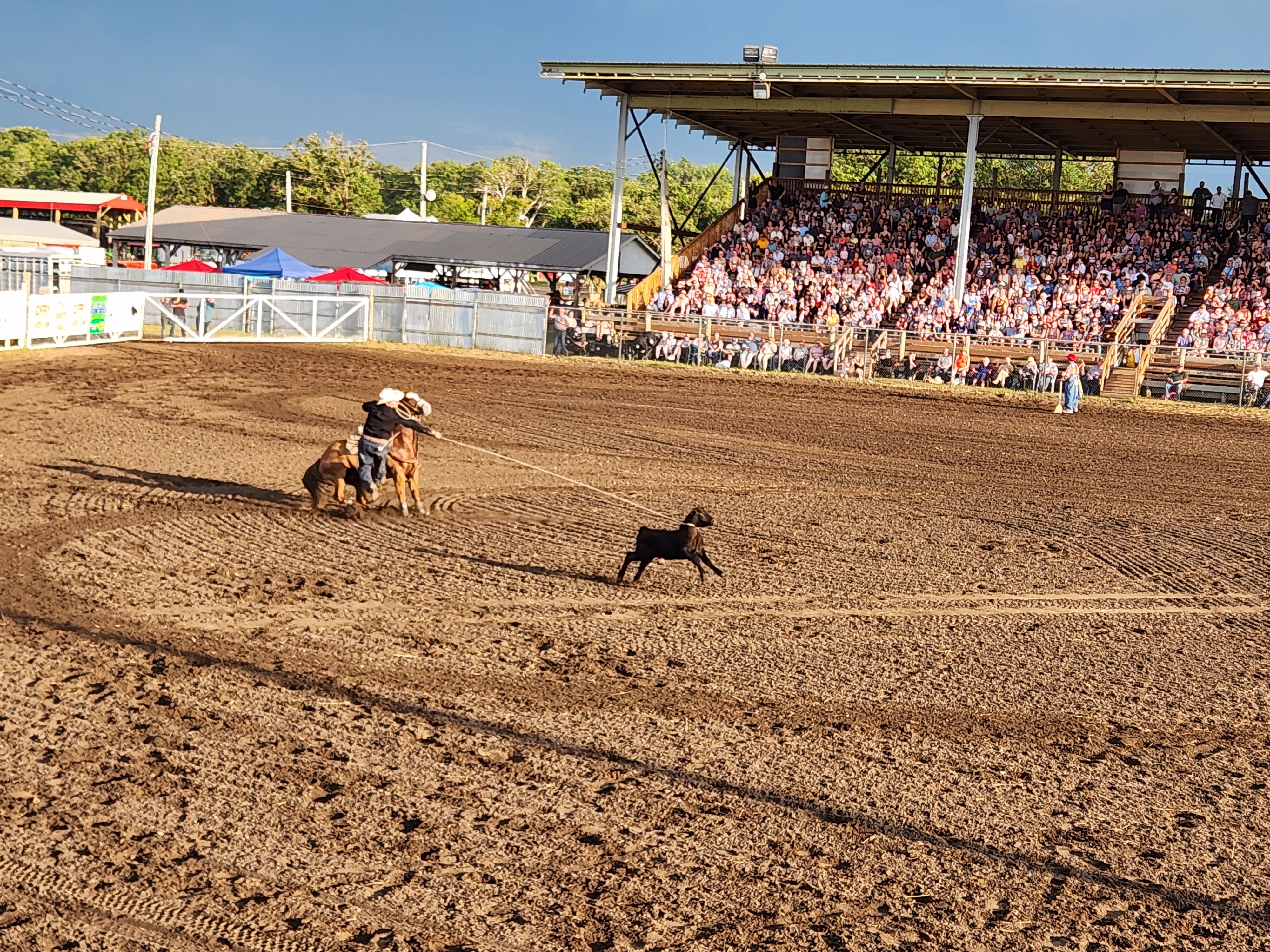 Cattle Roping