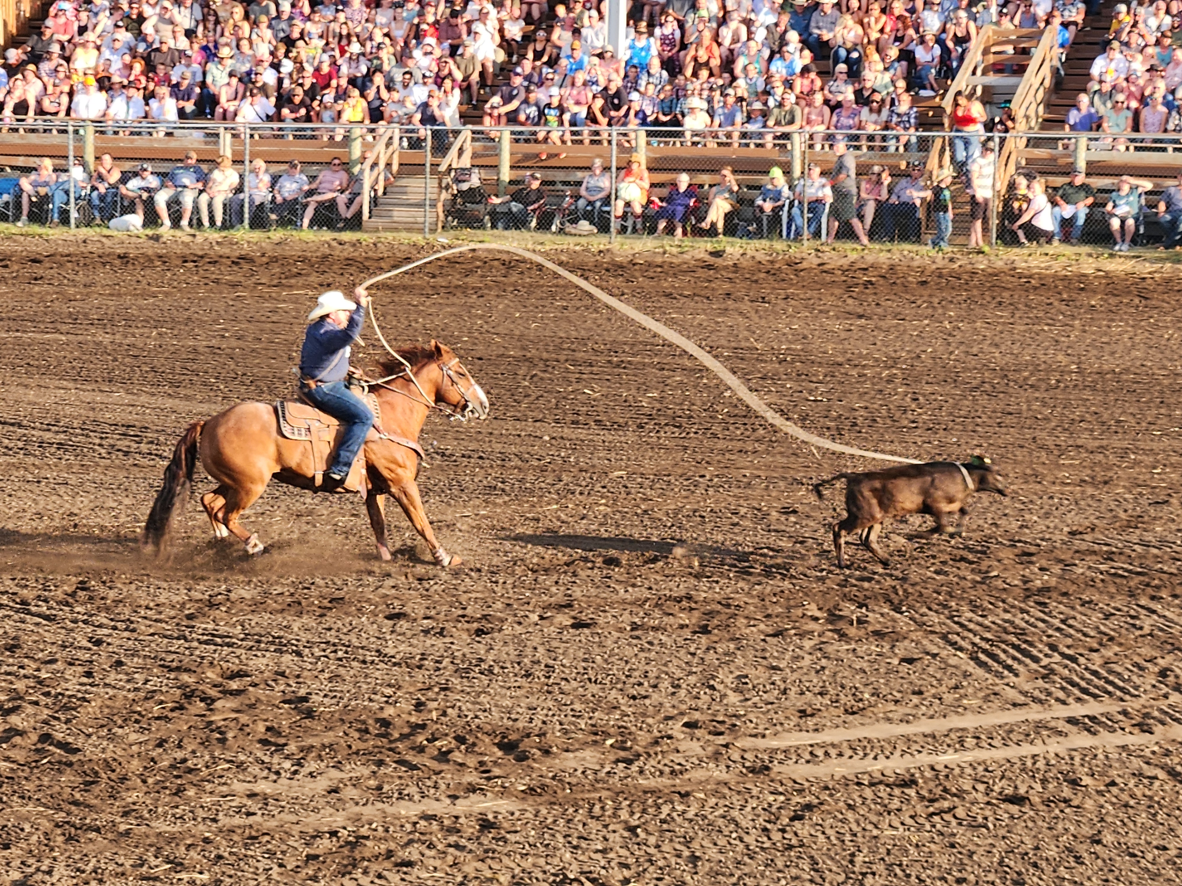 Cattle Roping