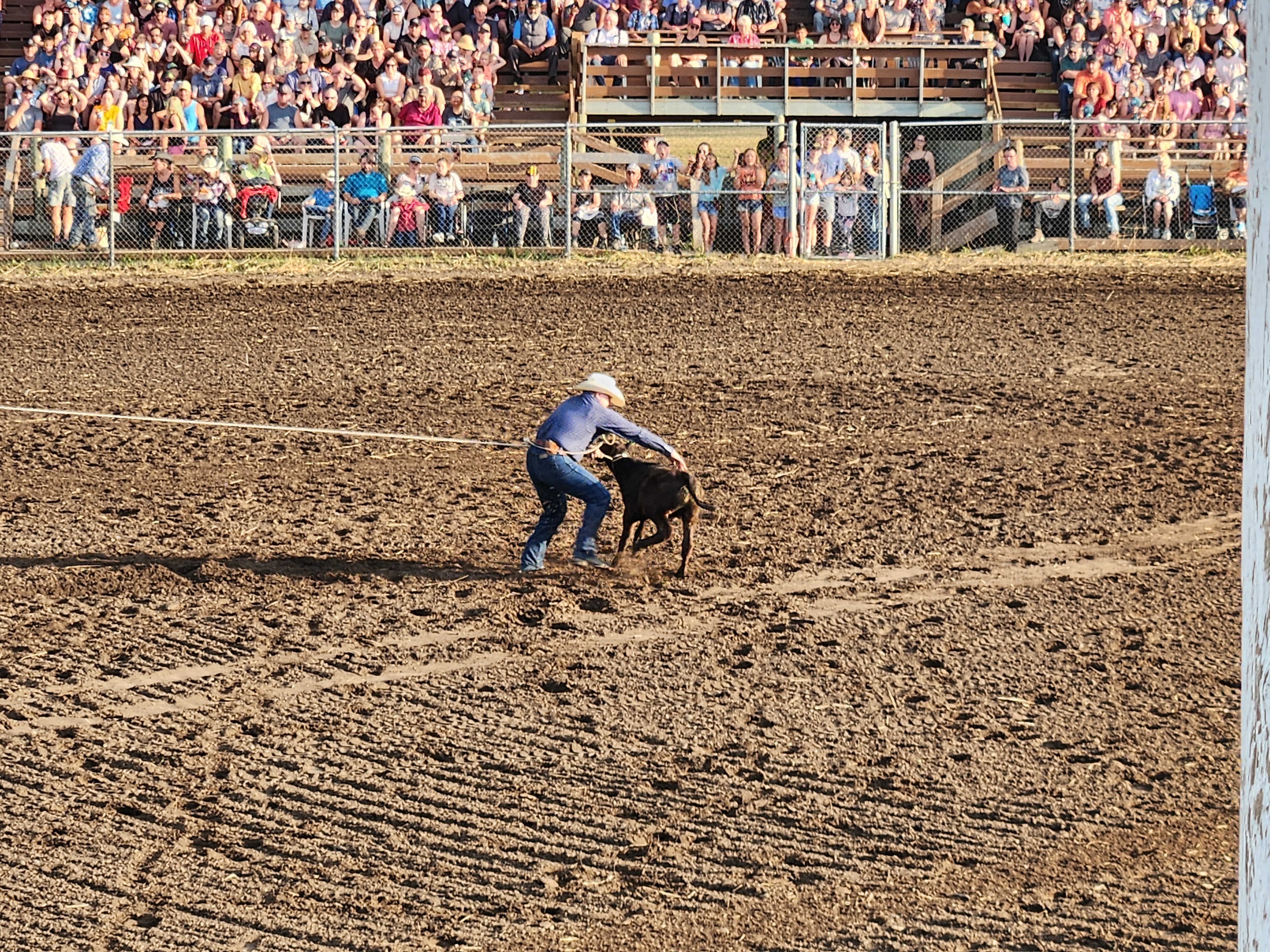 Cattle Roping