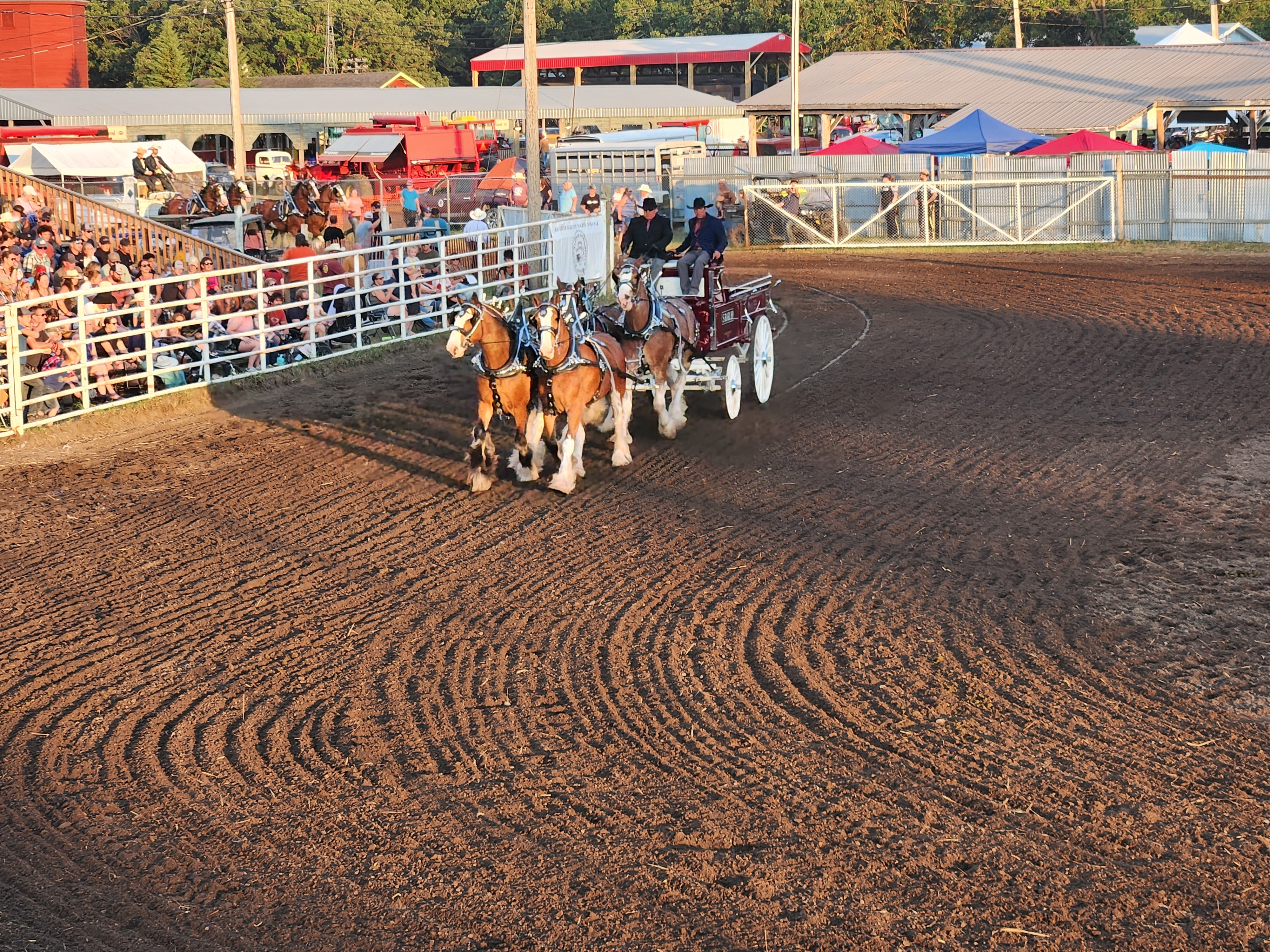 Clydesdales Show