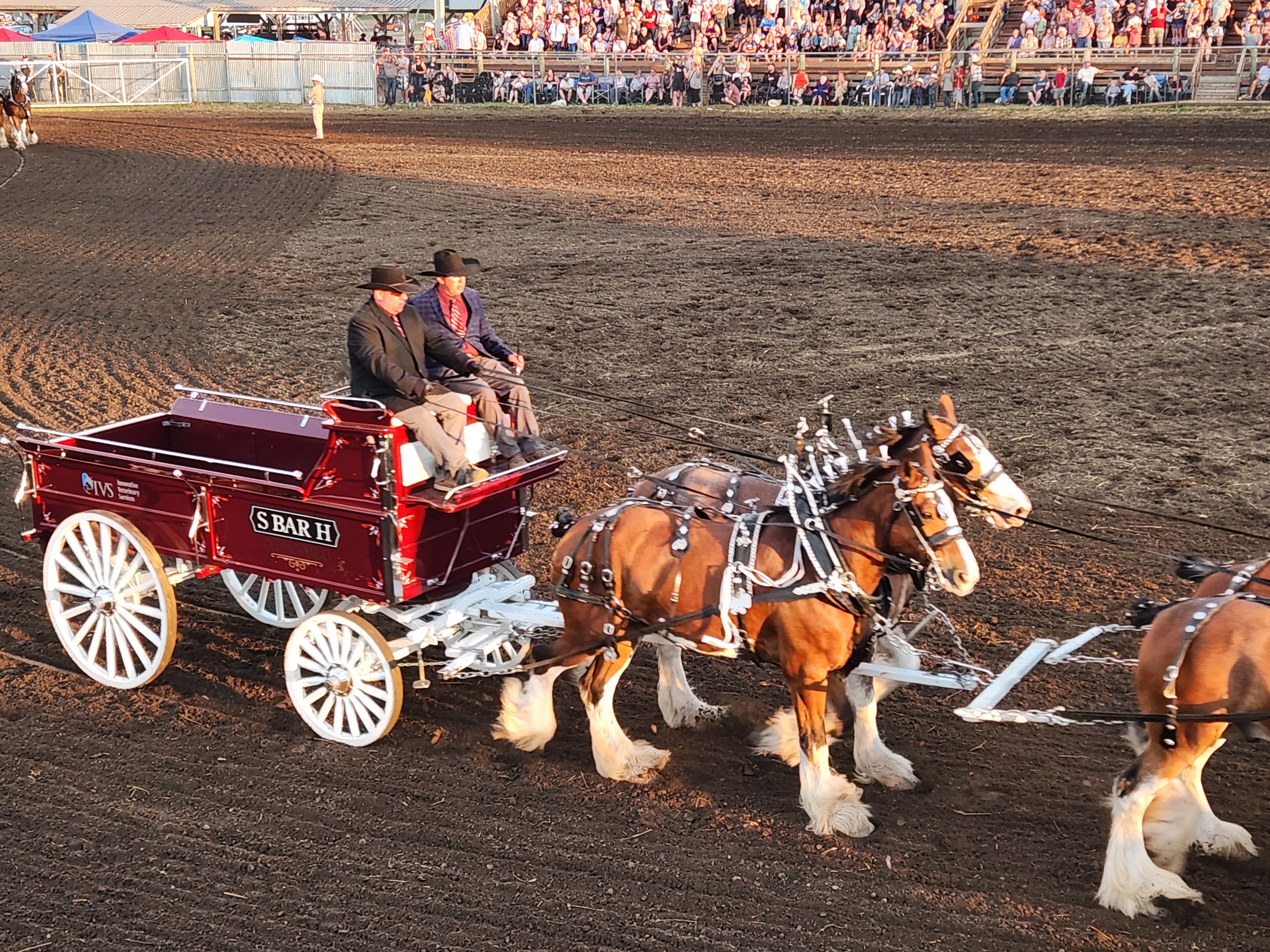 Clydesdales Show