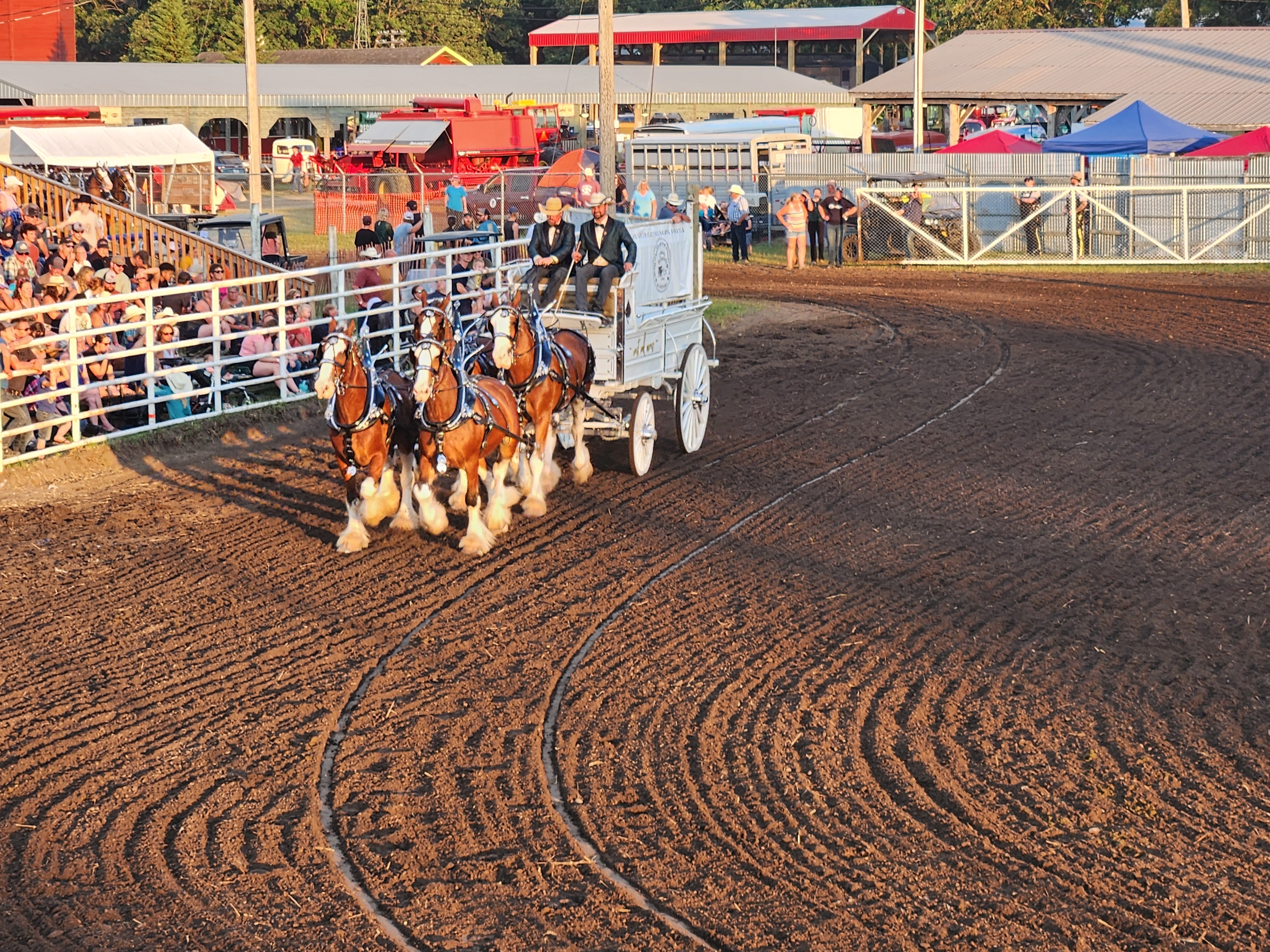 Clydesdales Show