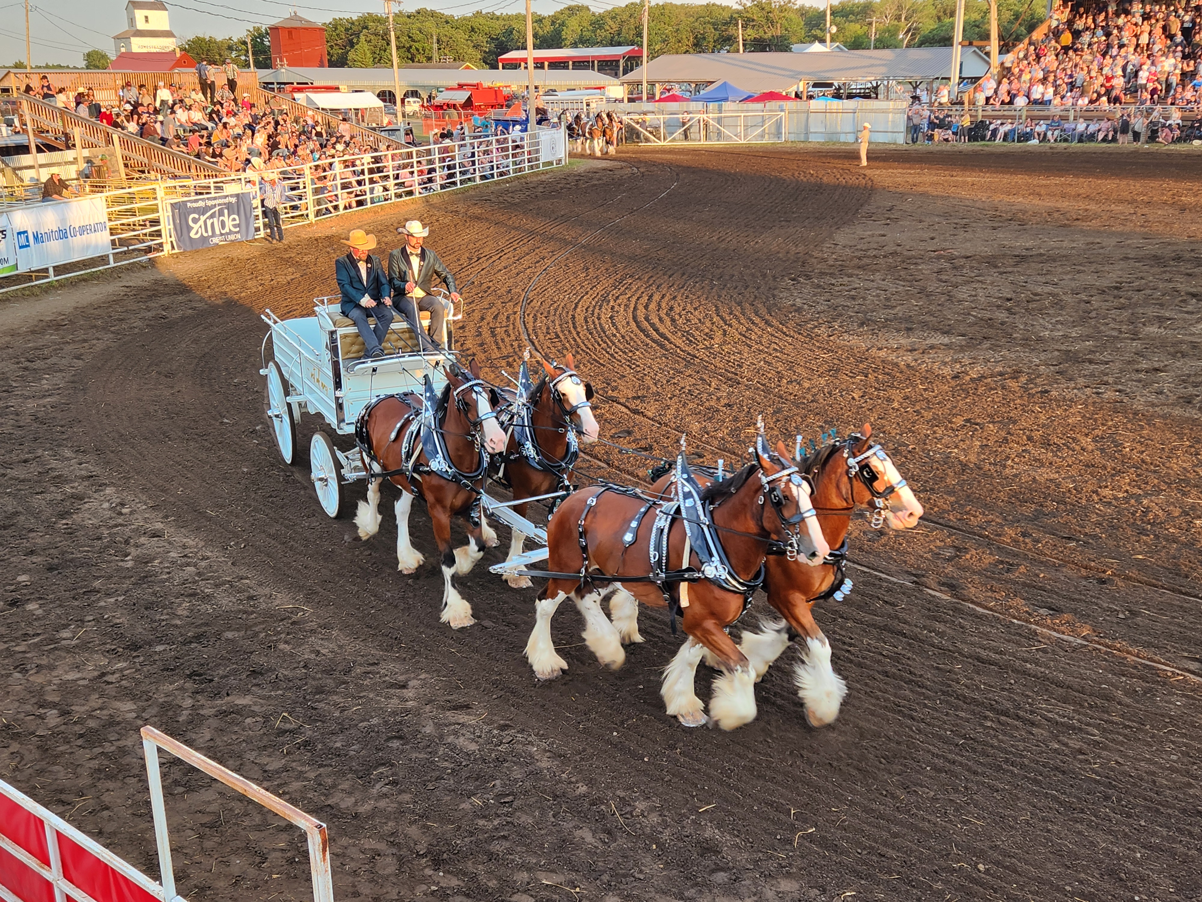 Clydesdales Show