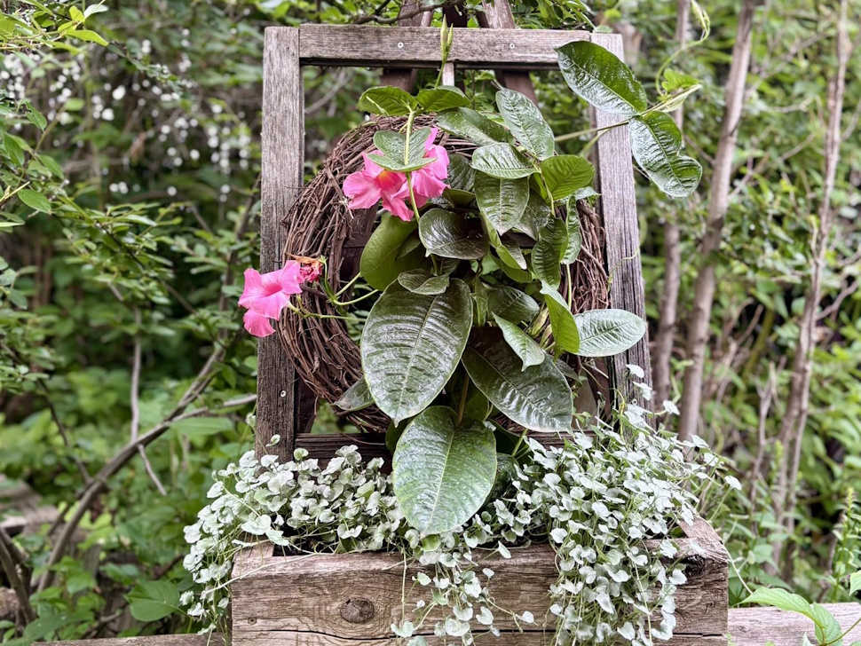 Display of antique items, decorated with plants. PortageOnline/ Tristen Sokolosky