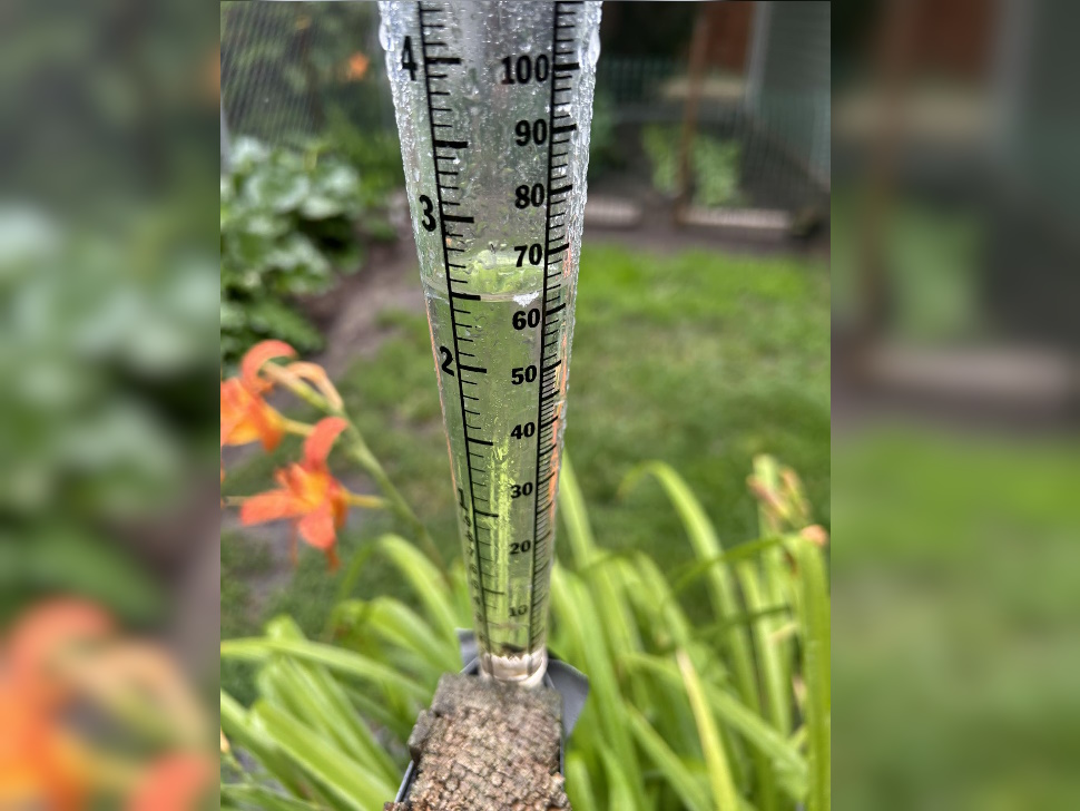 Sharon Schauenberg gauge