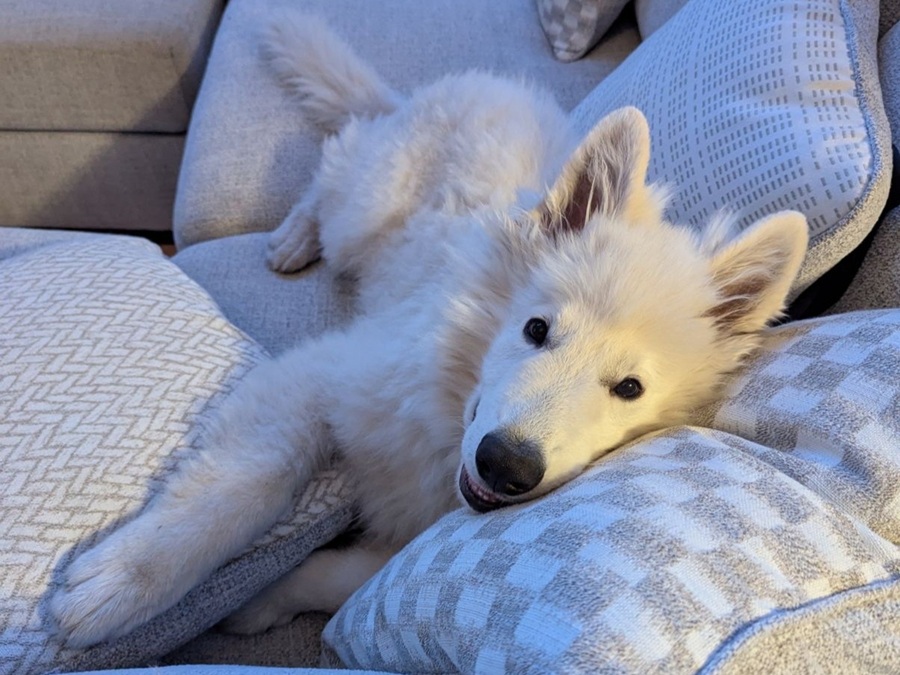 A dog.