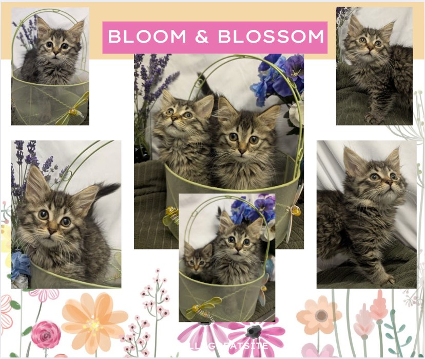 Blossom and Bloom