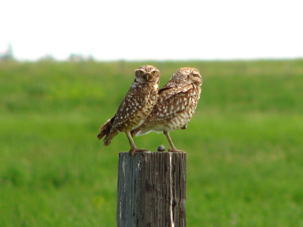 Burrowing Owls (photo by Shelly Fisher)