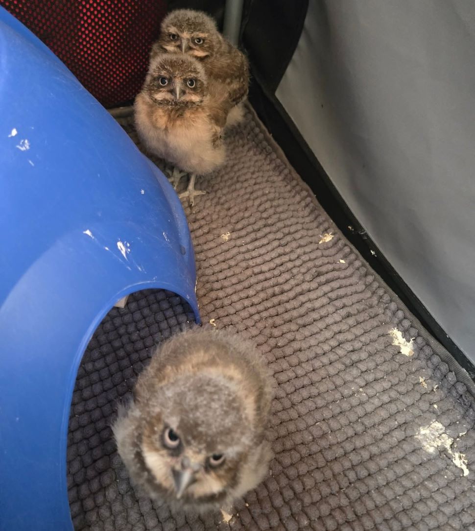 Burrowing owl babies in July 2025 at the Saskatchewan Burrowing Owl Interpretive Centre (Moose Jaw Exhibition Company)