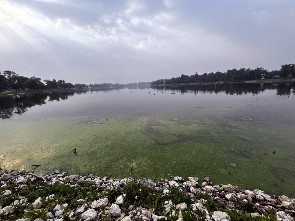 A view looking east over Crescent Lake in Portage la Prairie, with green water and dense weed growth near the surface.