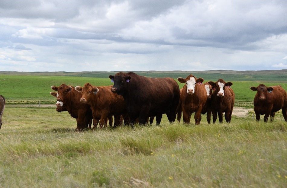 cattle in the field